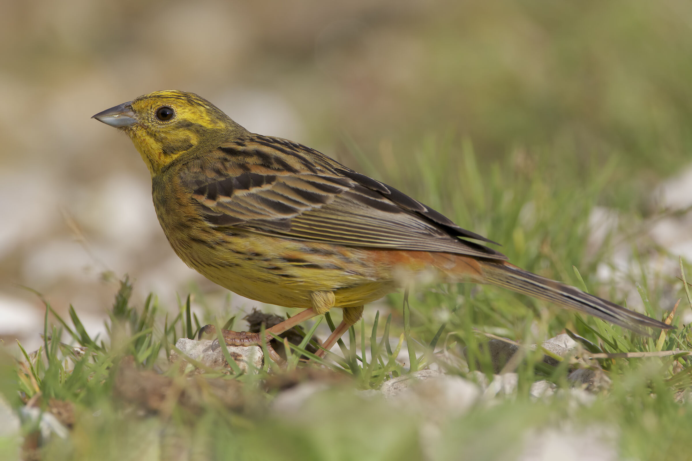 Yellowhammer