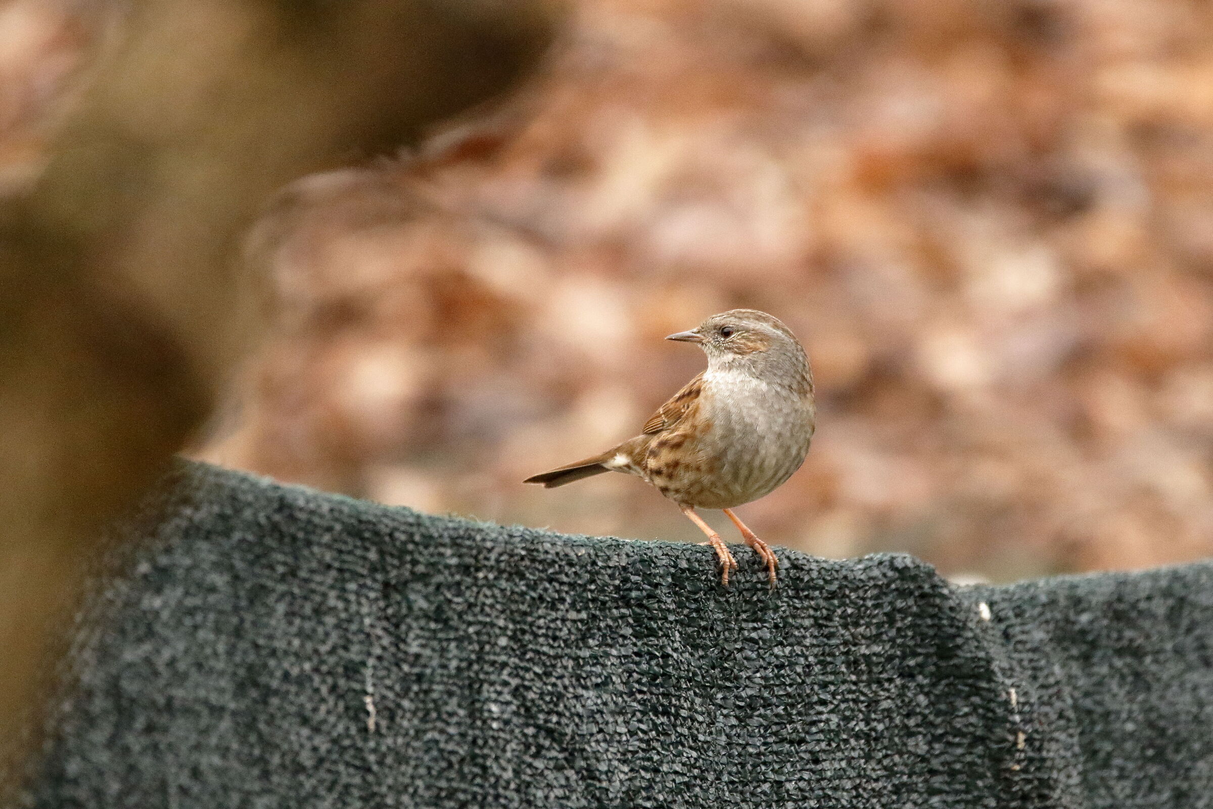 The beautiful prunella