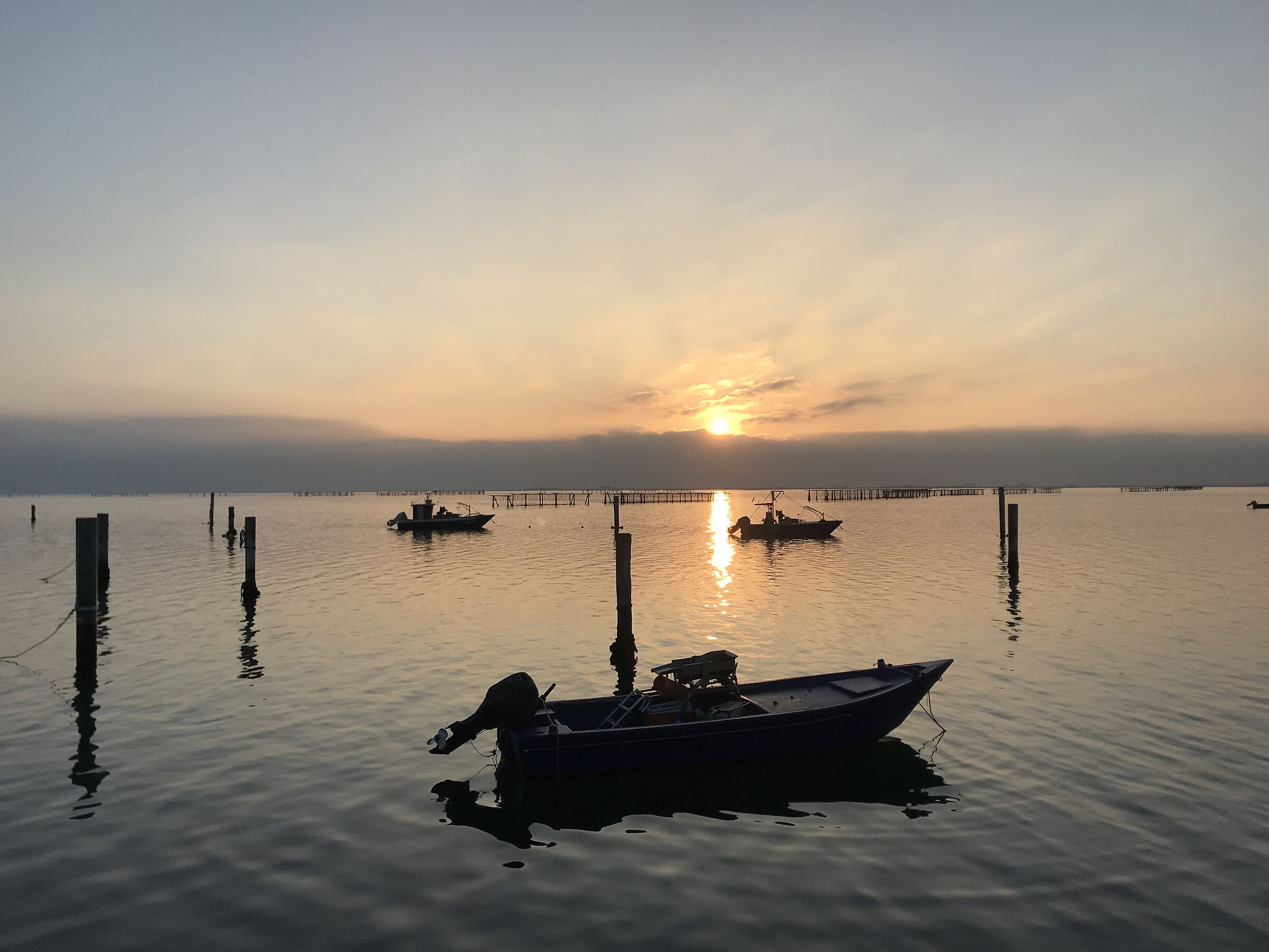 Sacca degli Scardovari