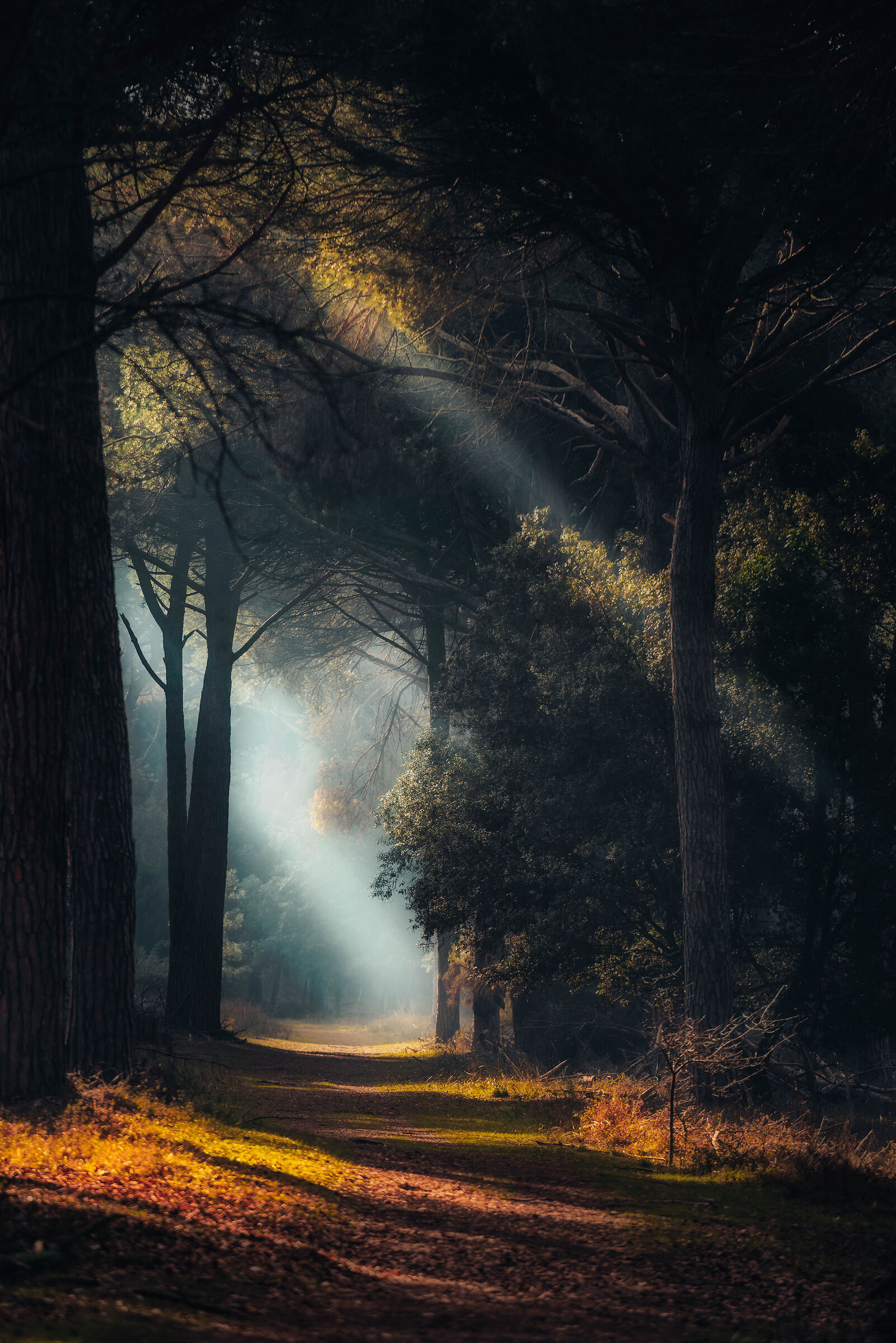 Il bosco di S.Rossore