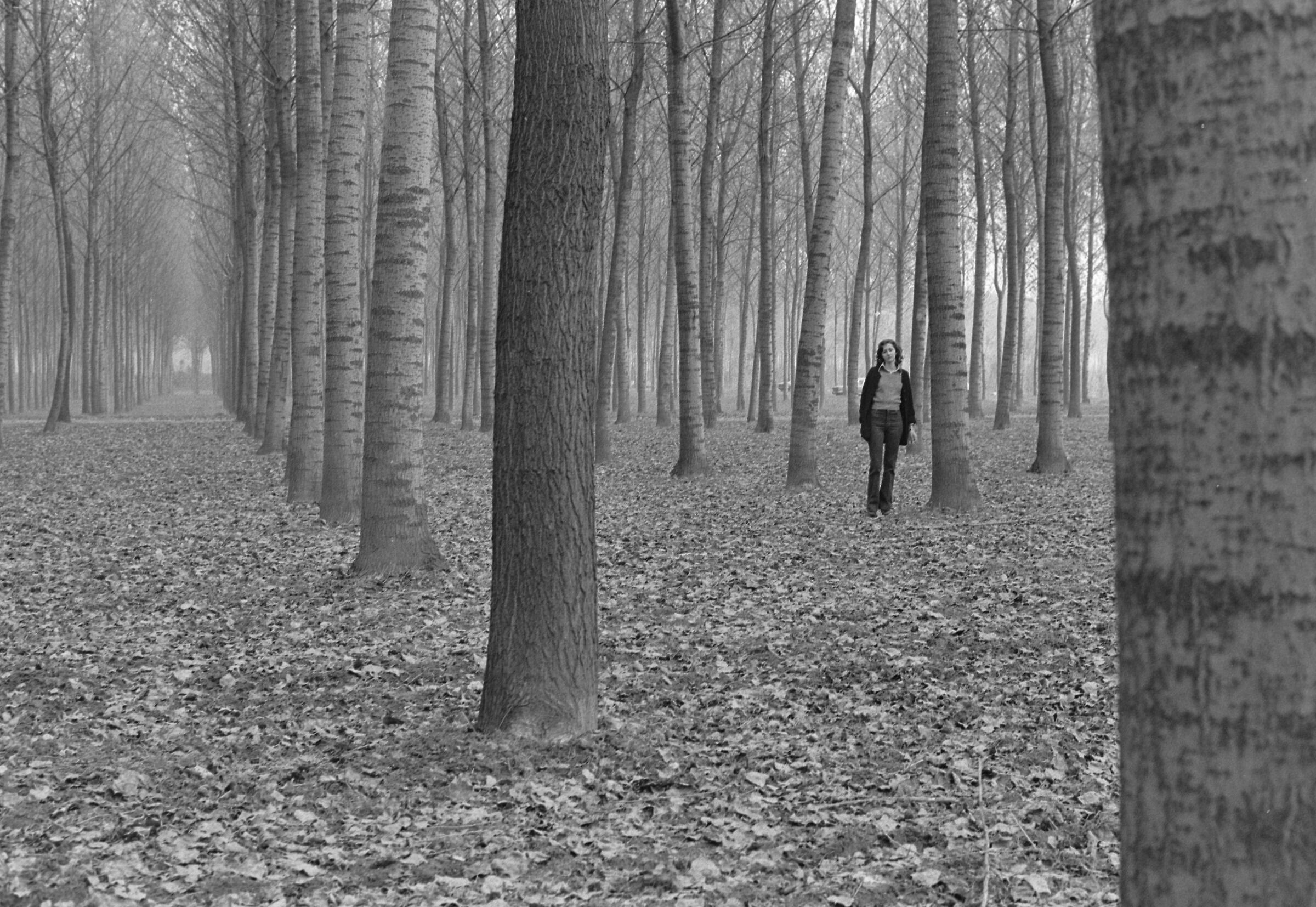 Inverno fra i pioppi