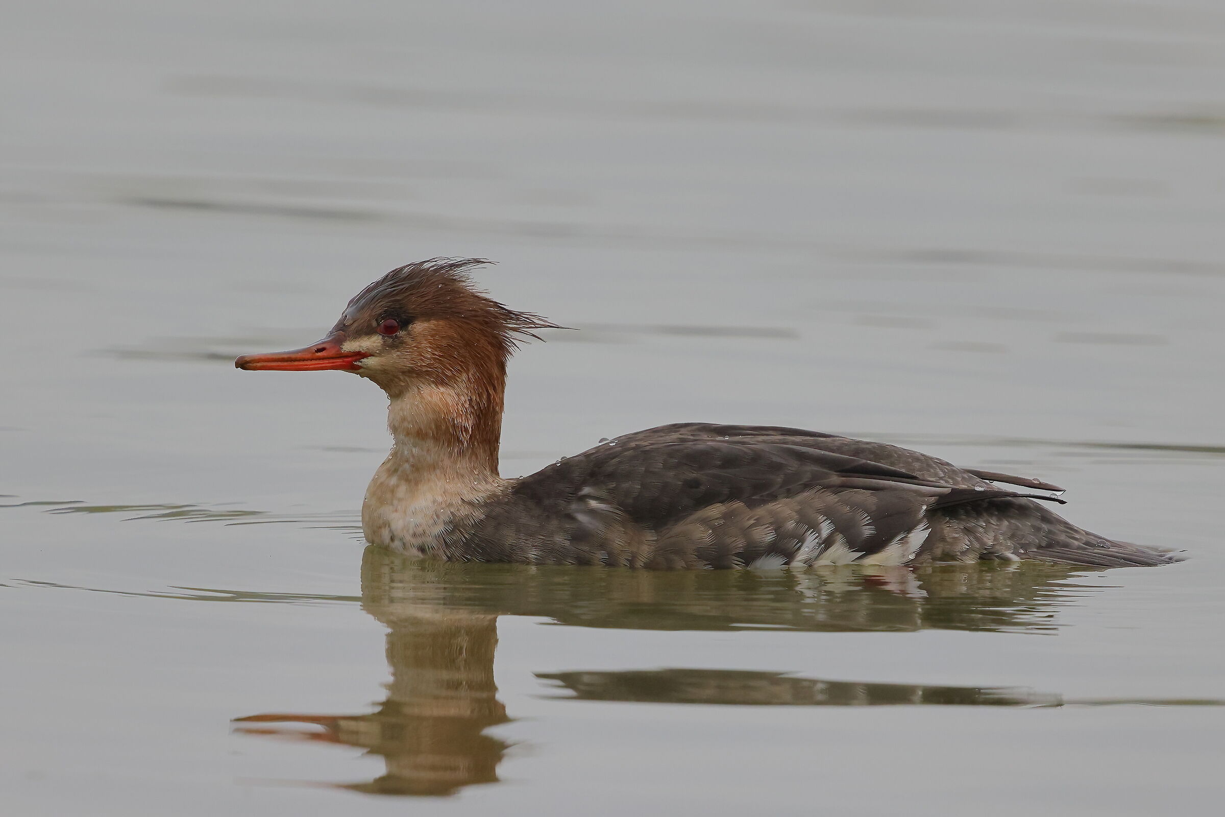 Red-breasted merganser