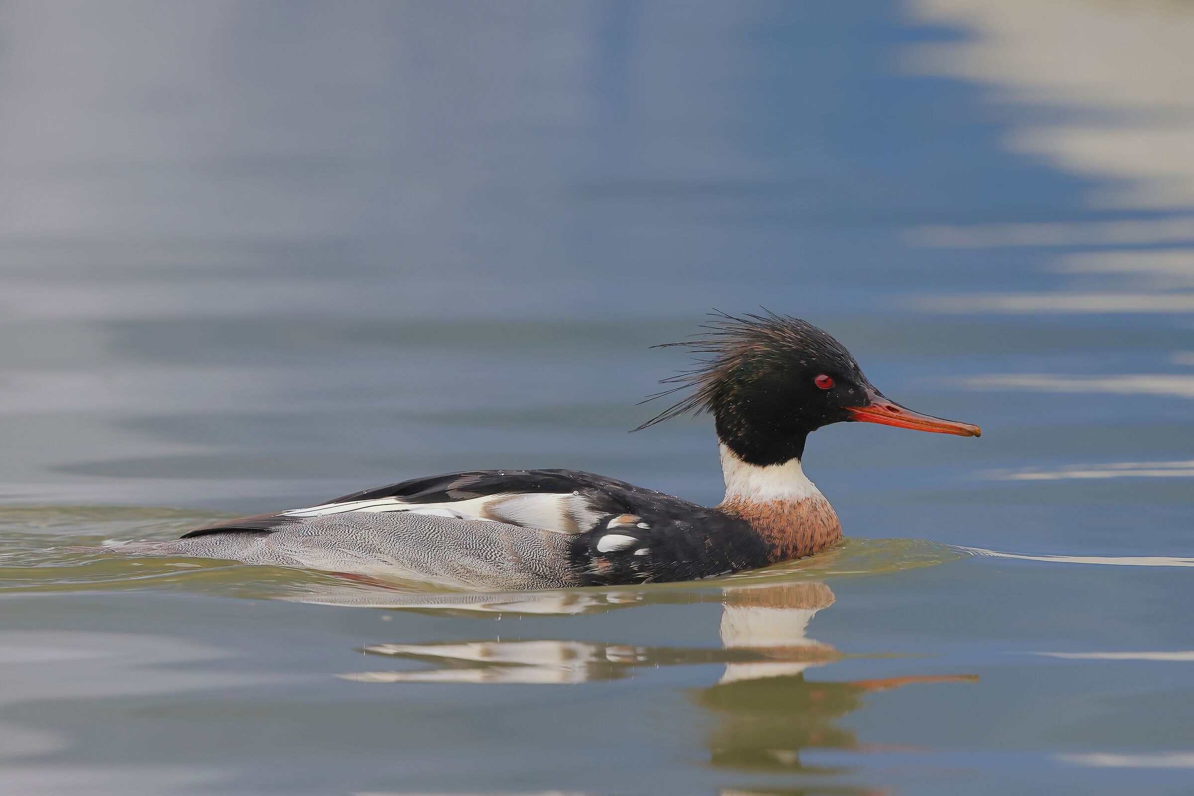 Red-breasted merganser