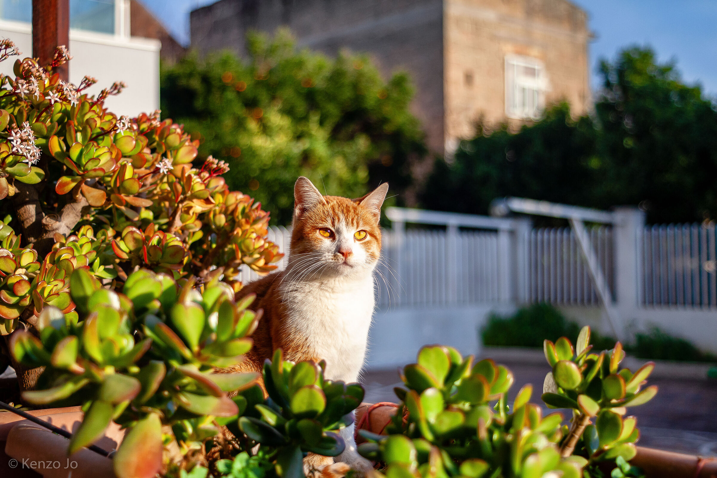Watching the setting sun