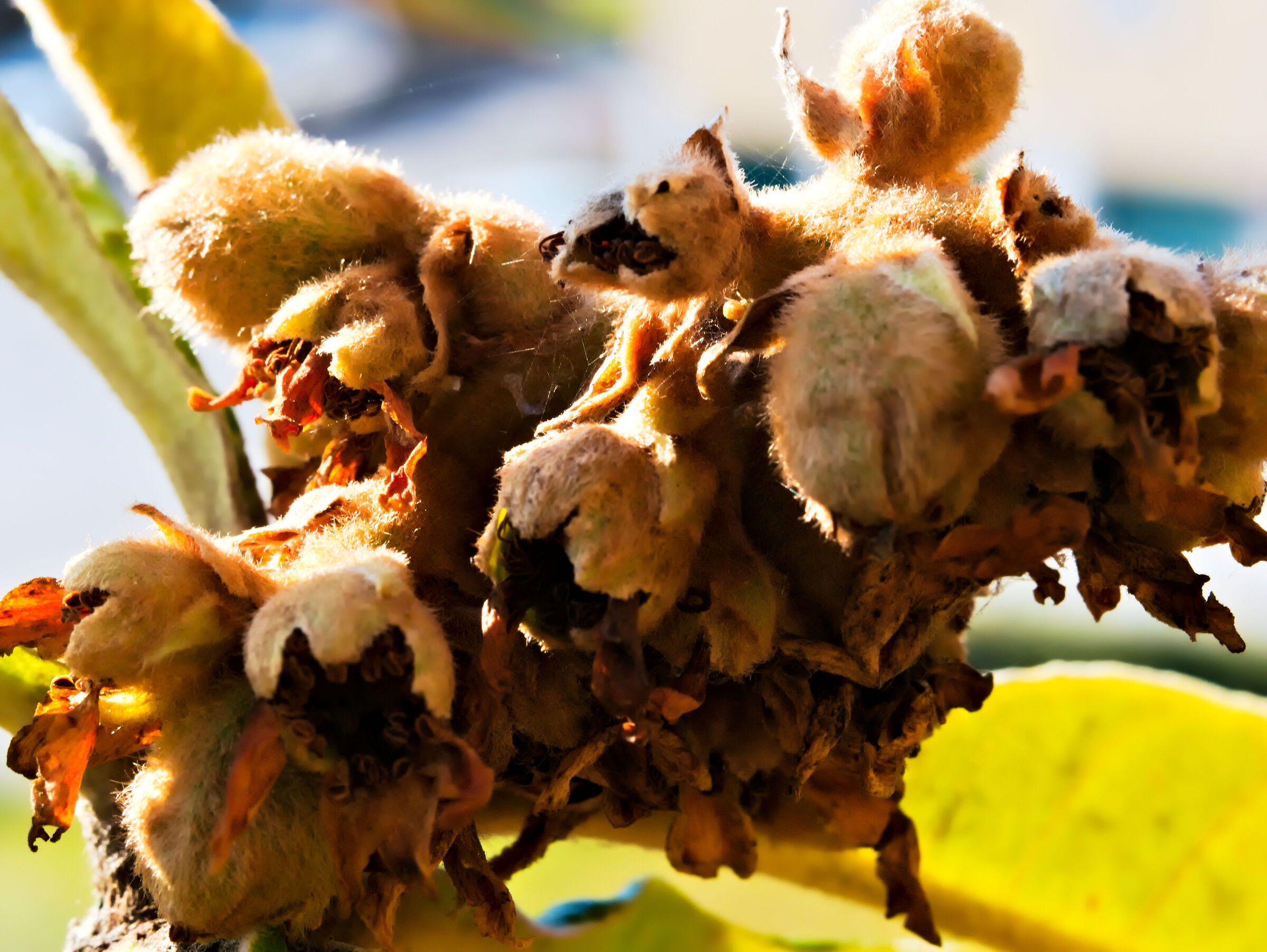 Medlars