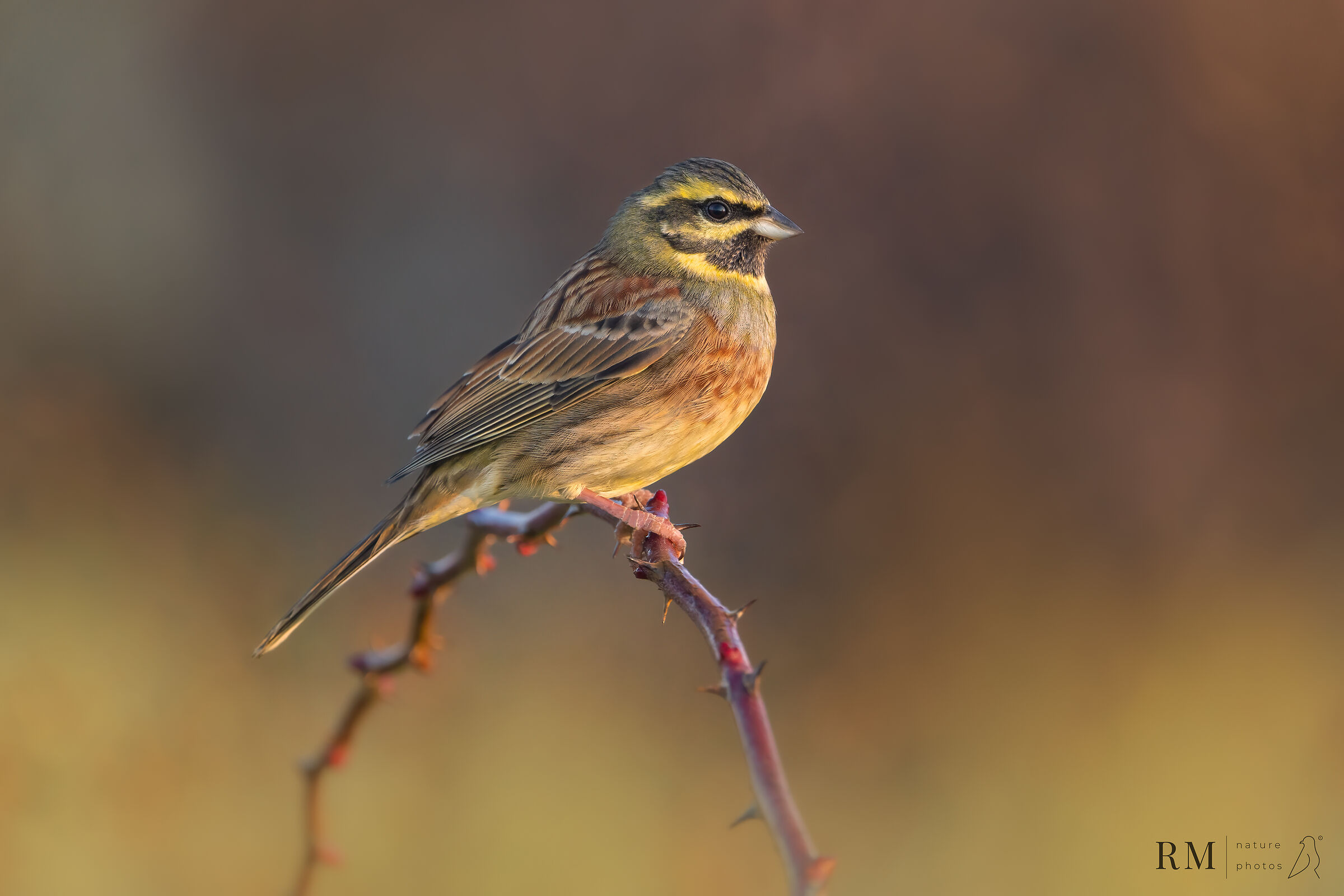 Cirl bunting