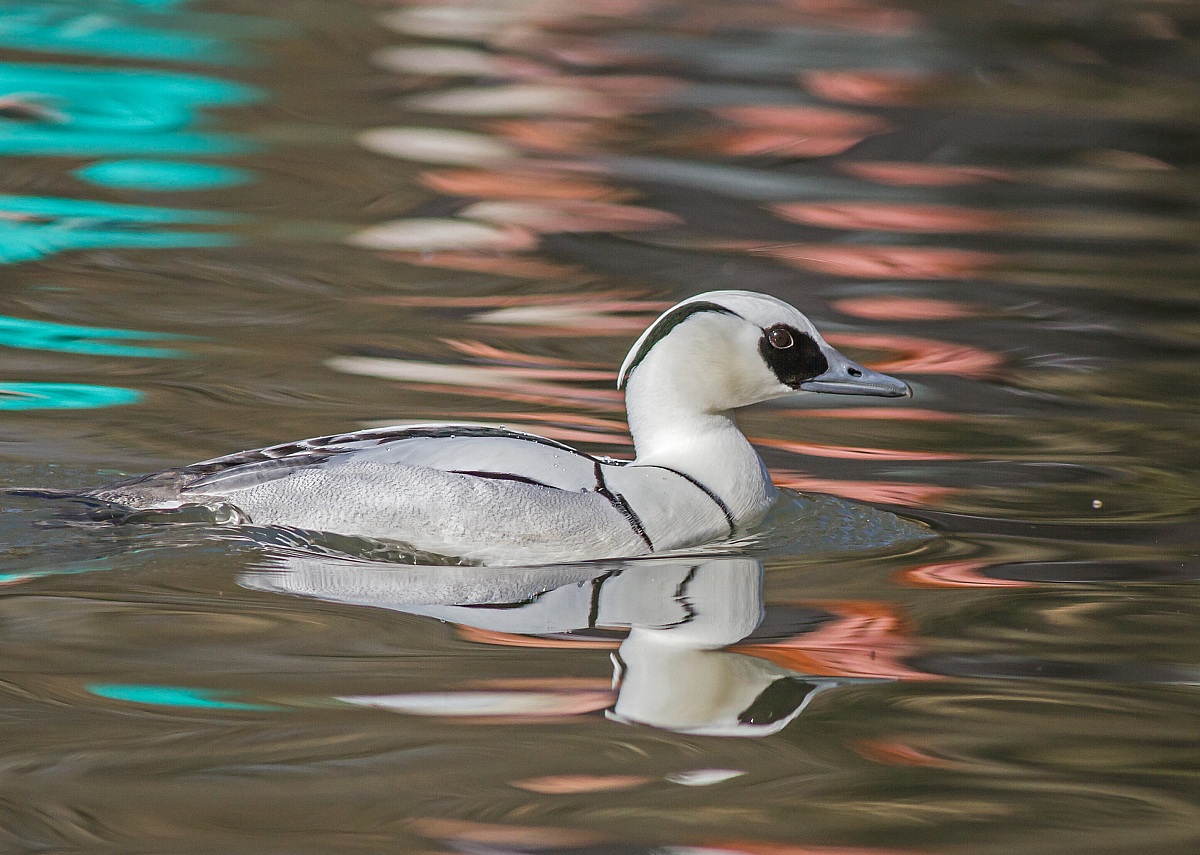 Pesciaiola and reflections