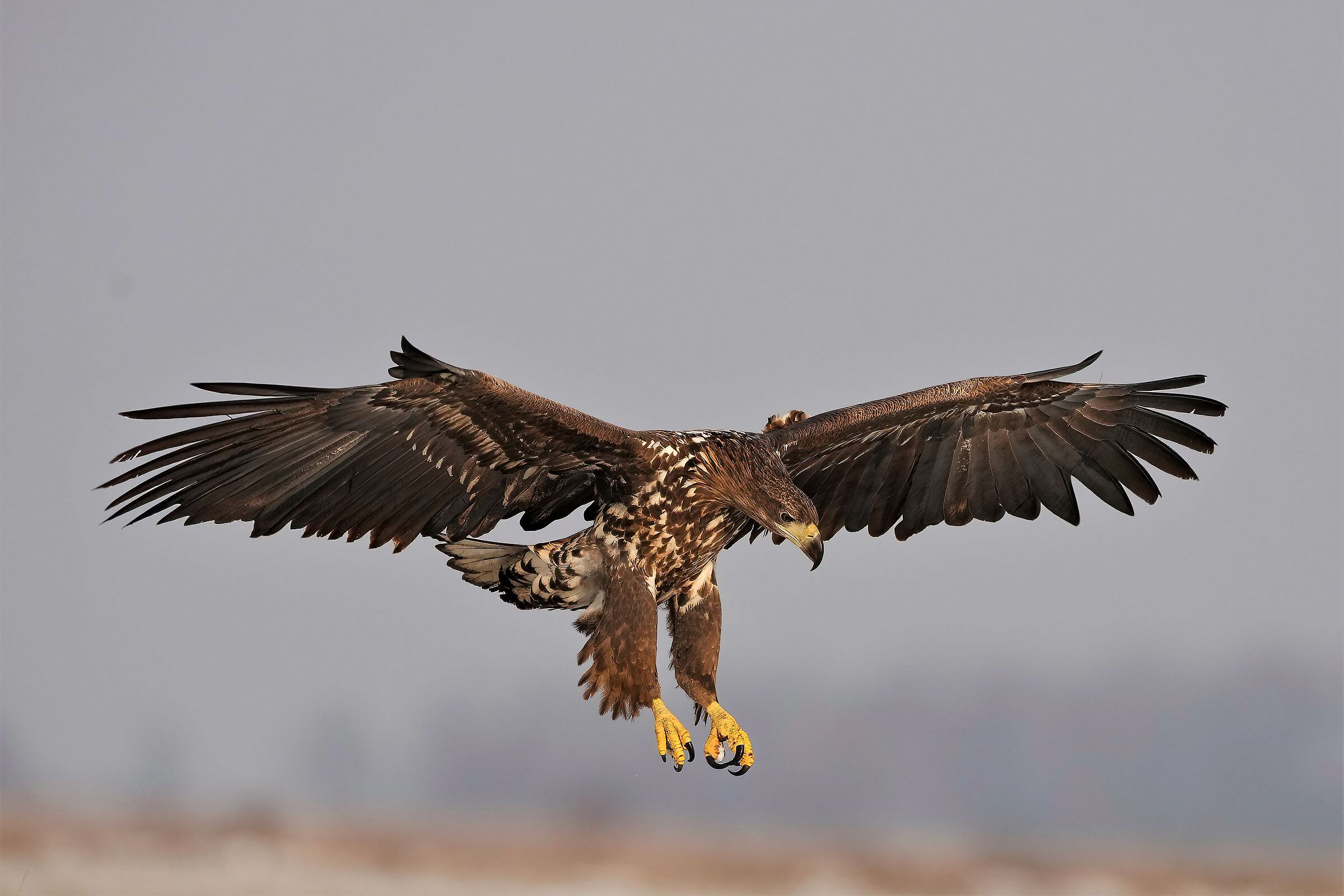 white-tailed sea eagle