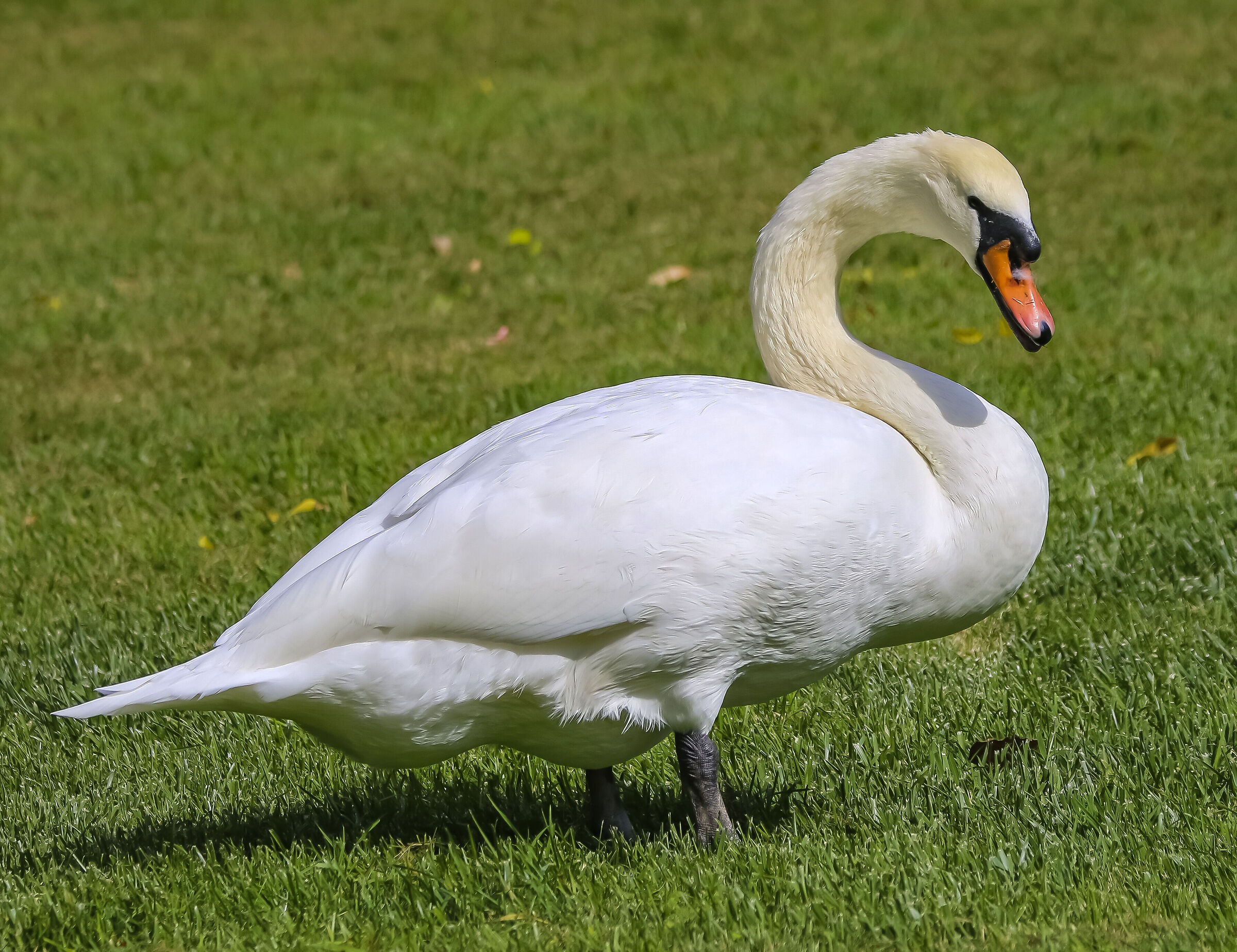 Swan