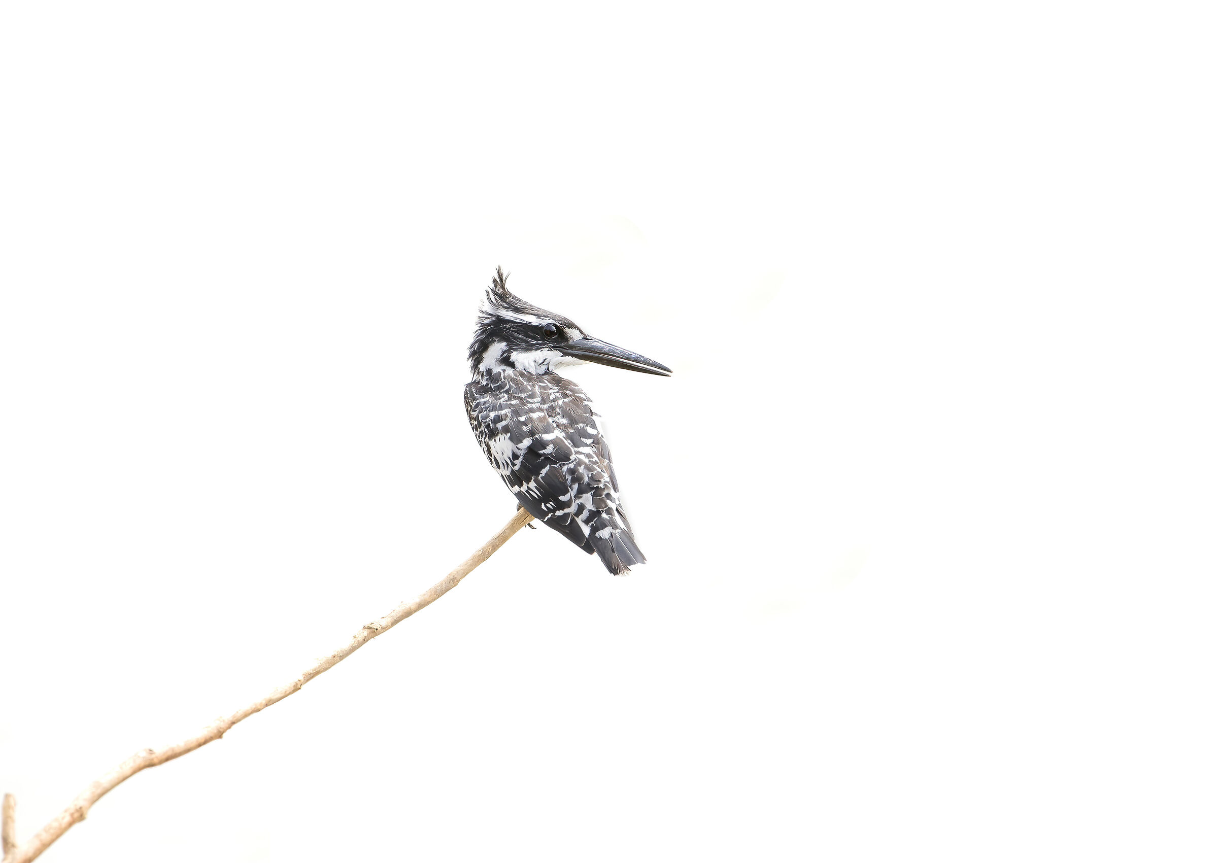 Minimal kingfisher - Pied king Fisher