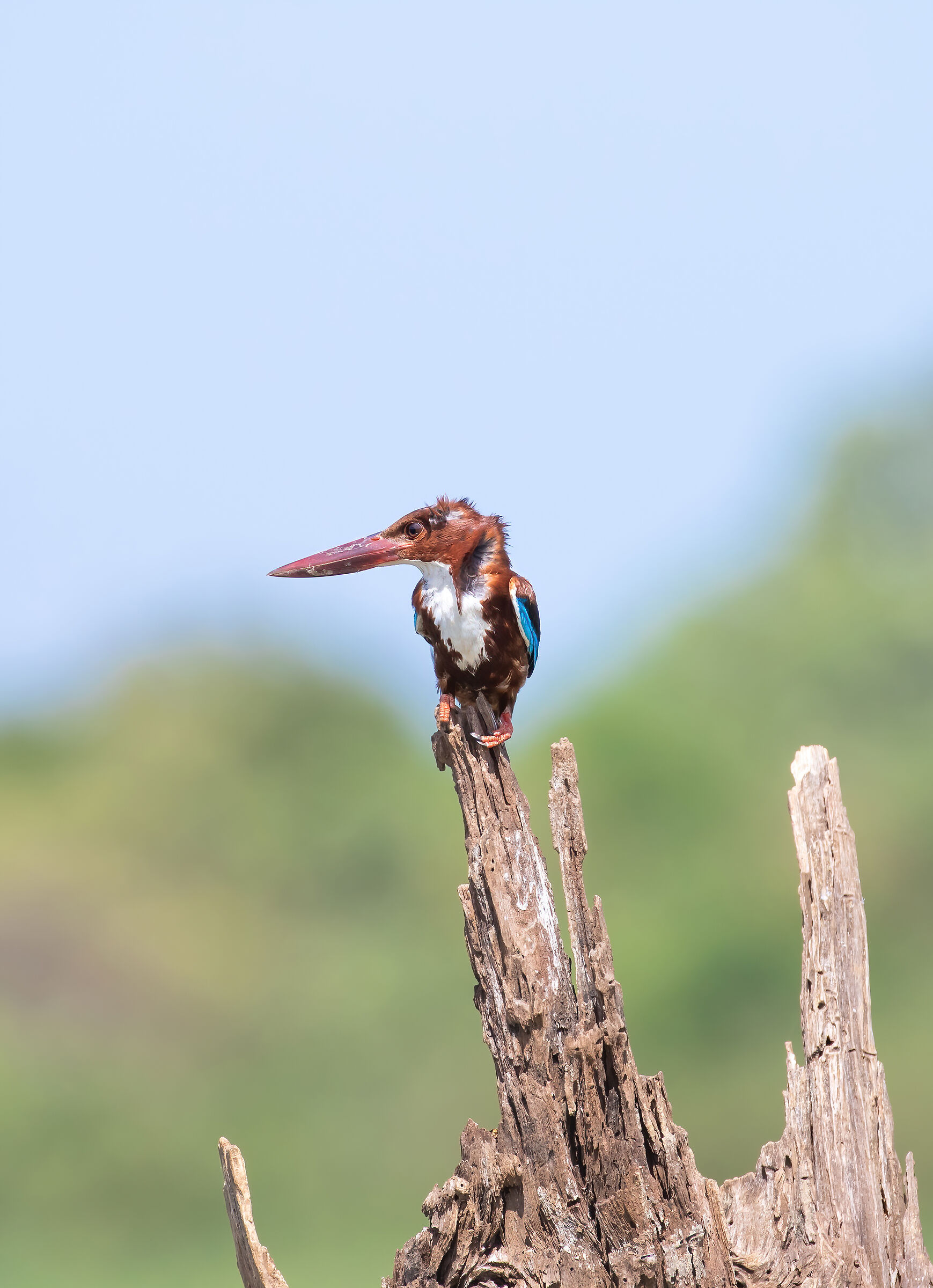 Sri lanca muzzle - White throated king fisher