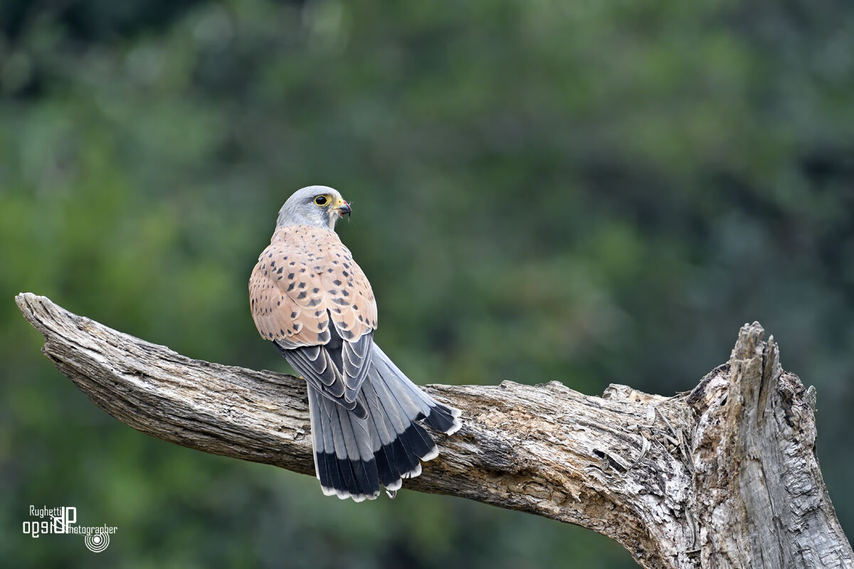 Kestrel