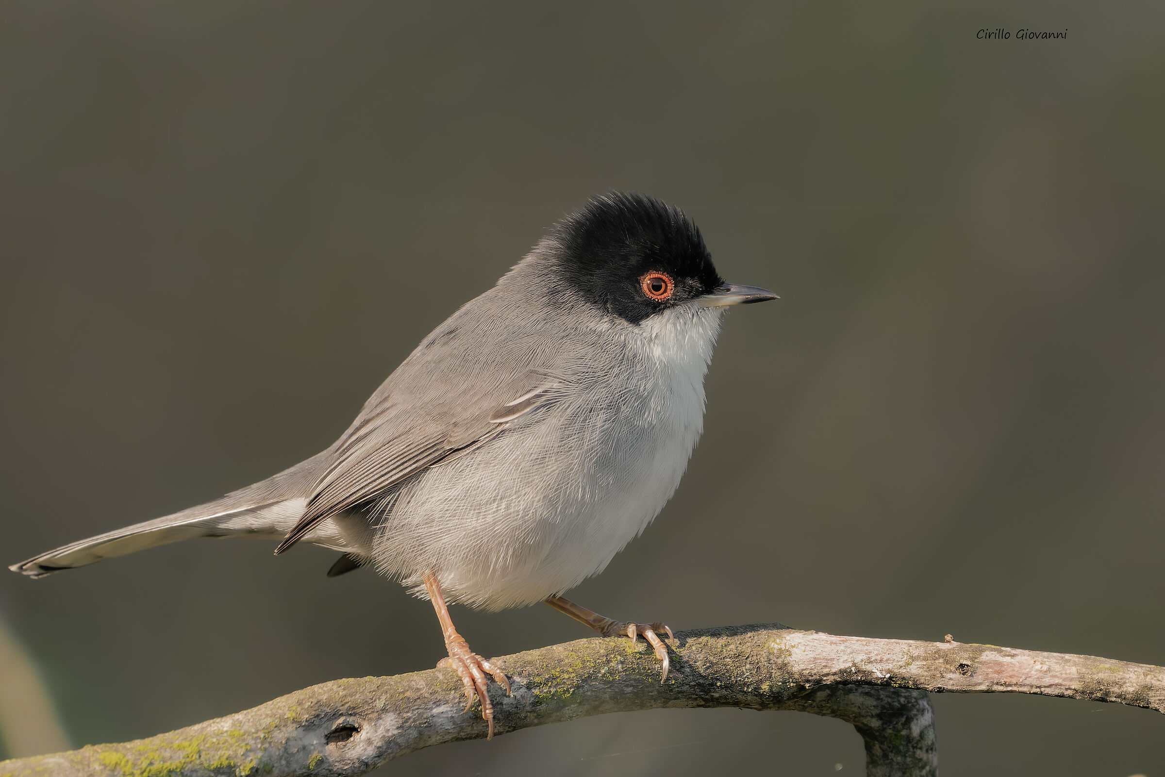 SARDINIAN WARBLER