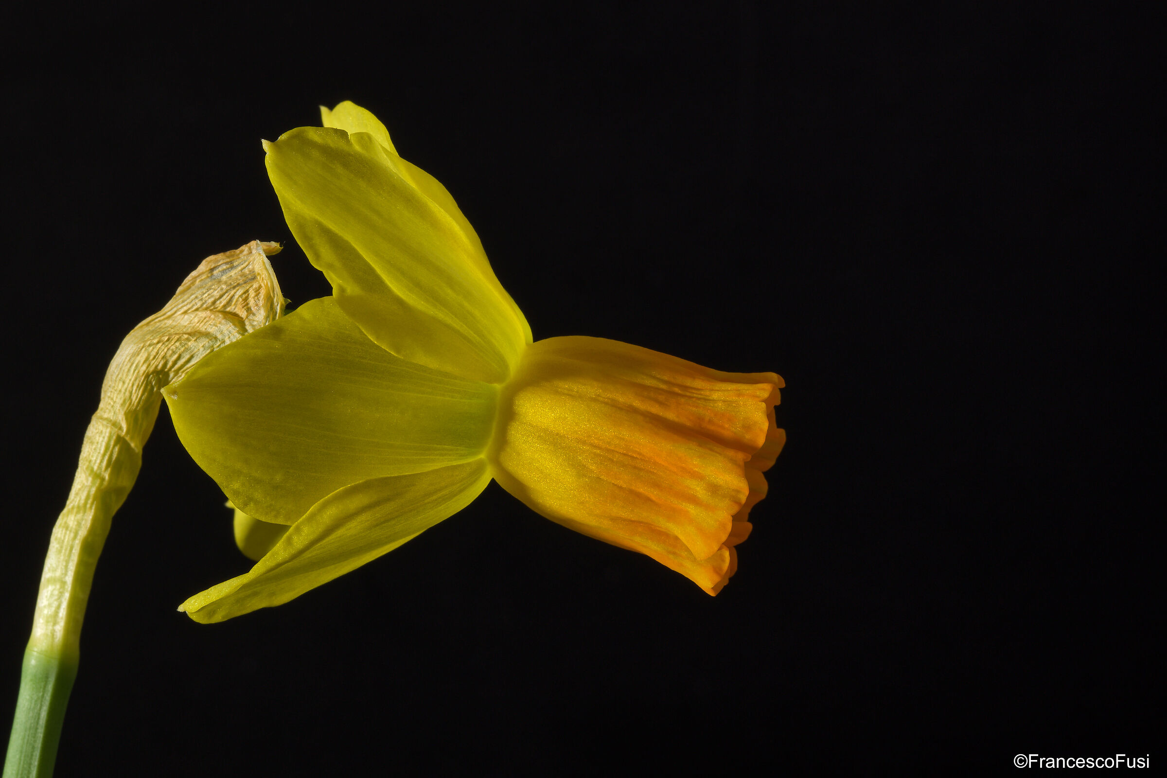 Narcissus profile.