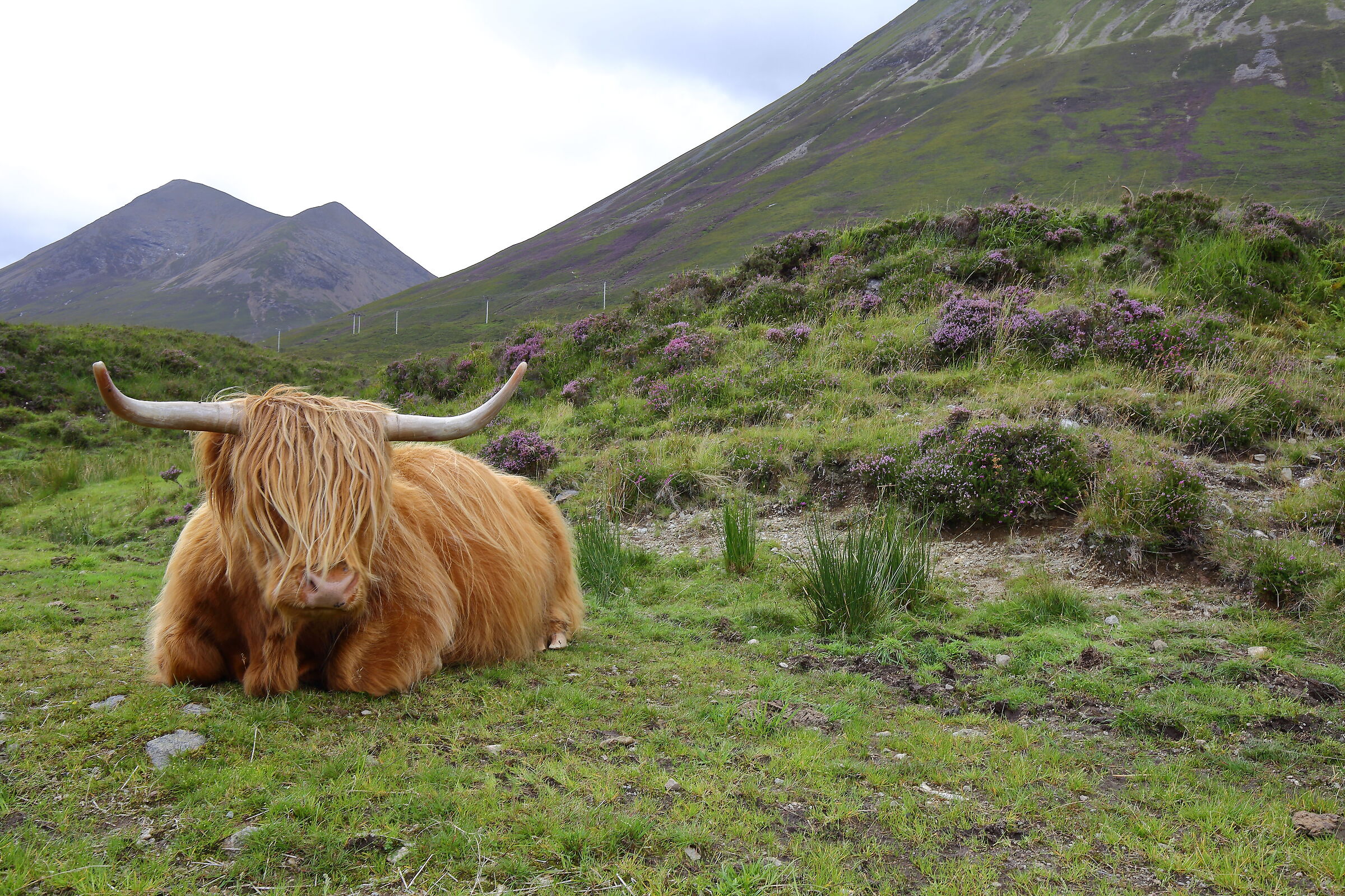 Scottish cow