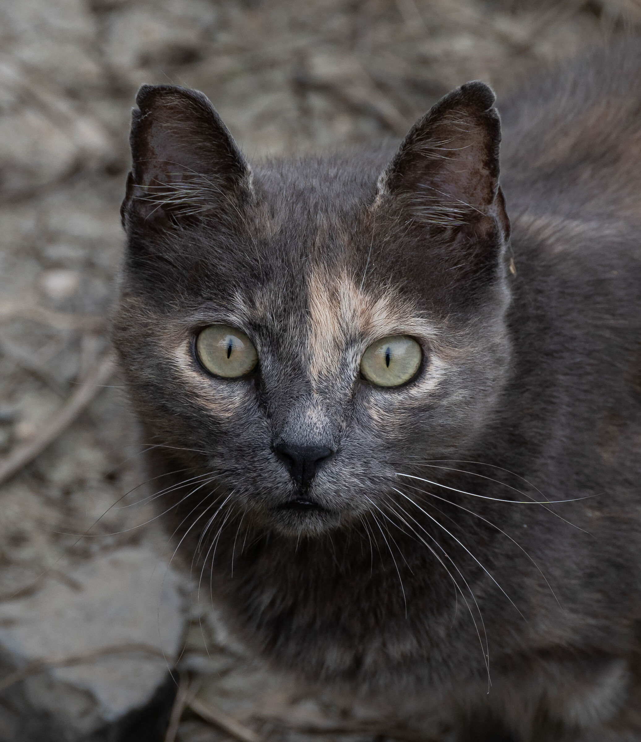 Steve Mc Cat