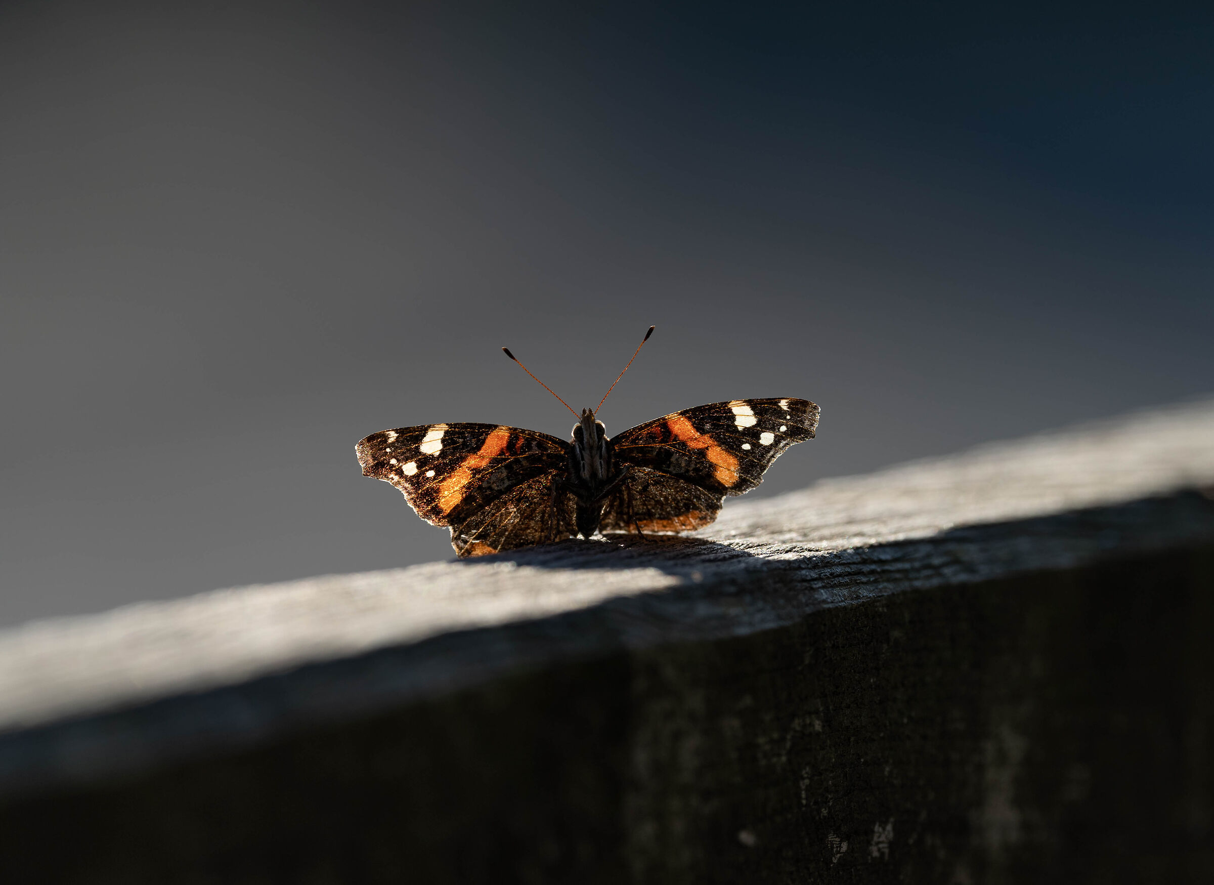 Untitled Photo