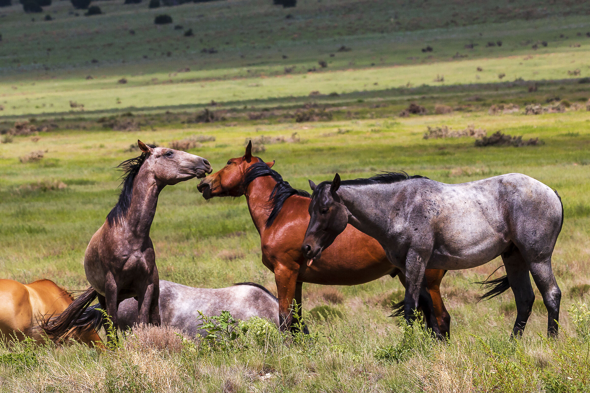 Mustang in libertà nelle immense praterie