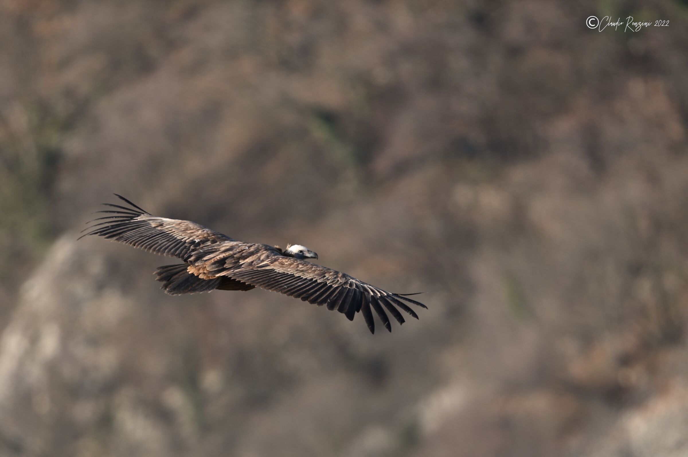 griffon vulture in flight