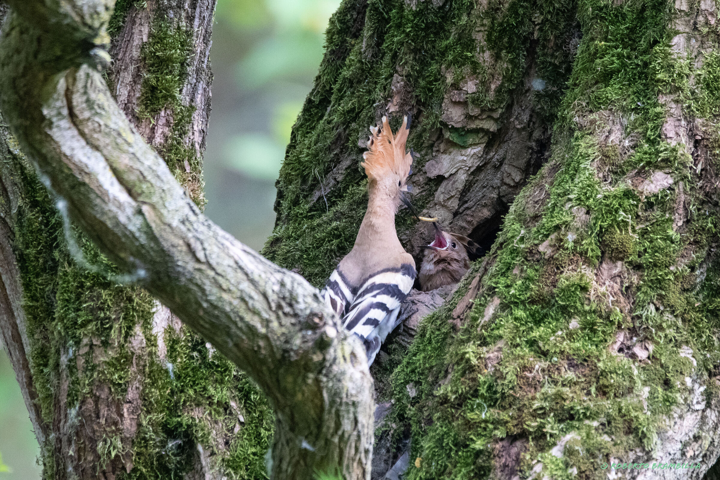 Hoopoe