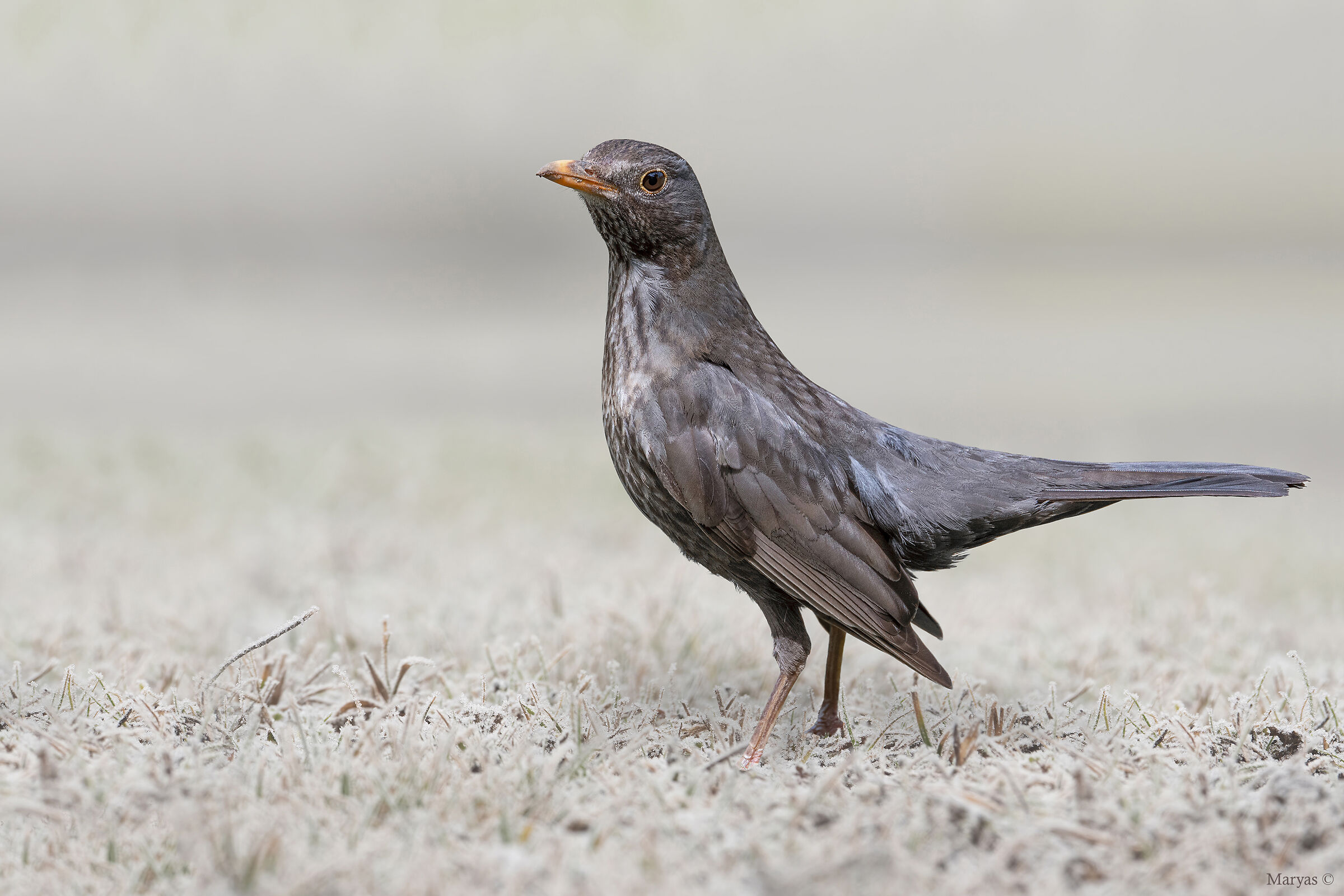 Arrivano!...i giorni della merla...