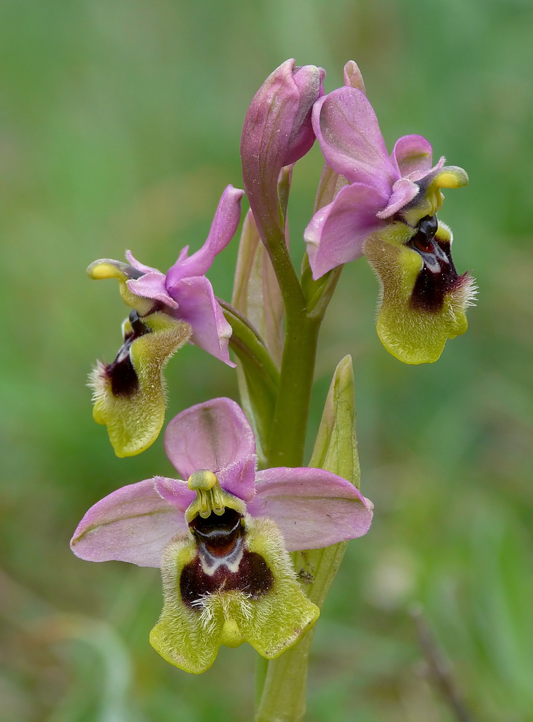 Ophrys tenthredinifera