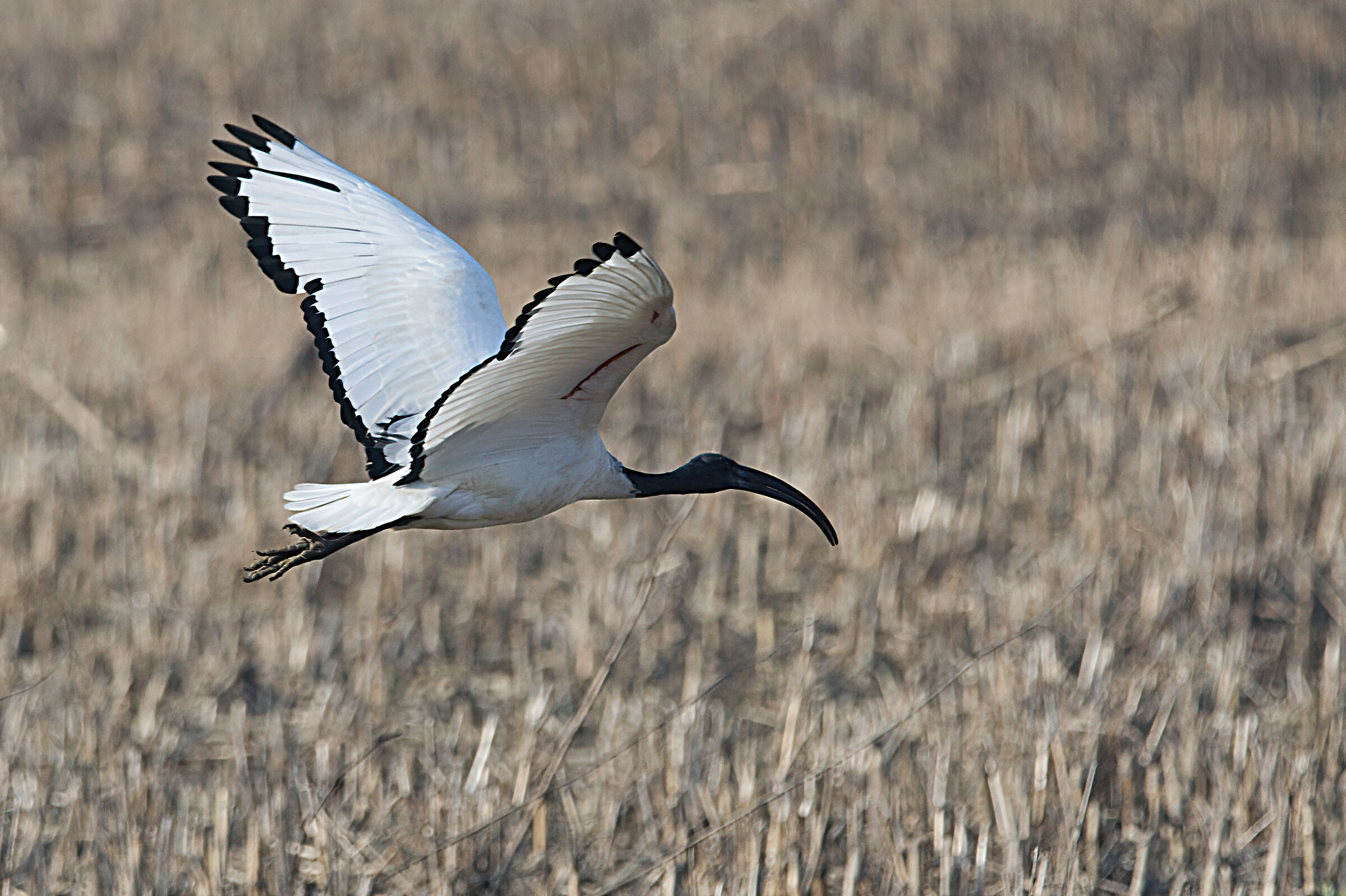 Sacred ibis