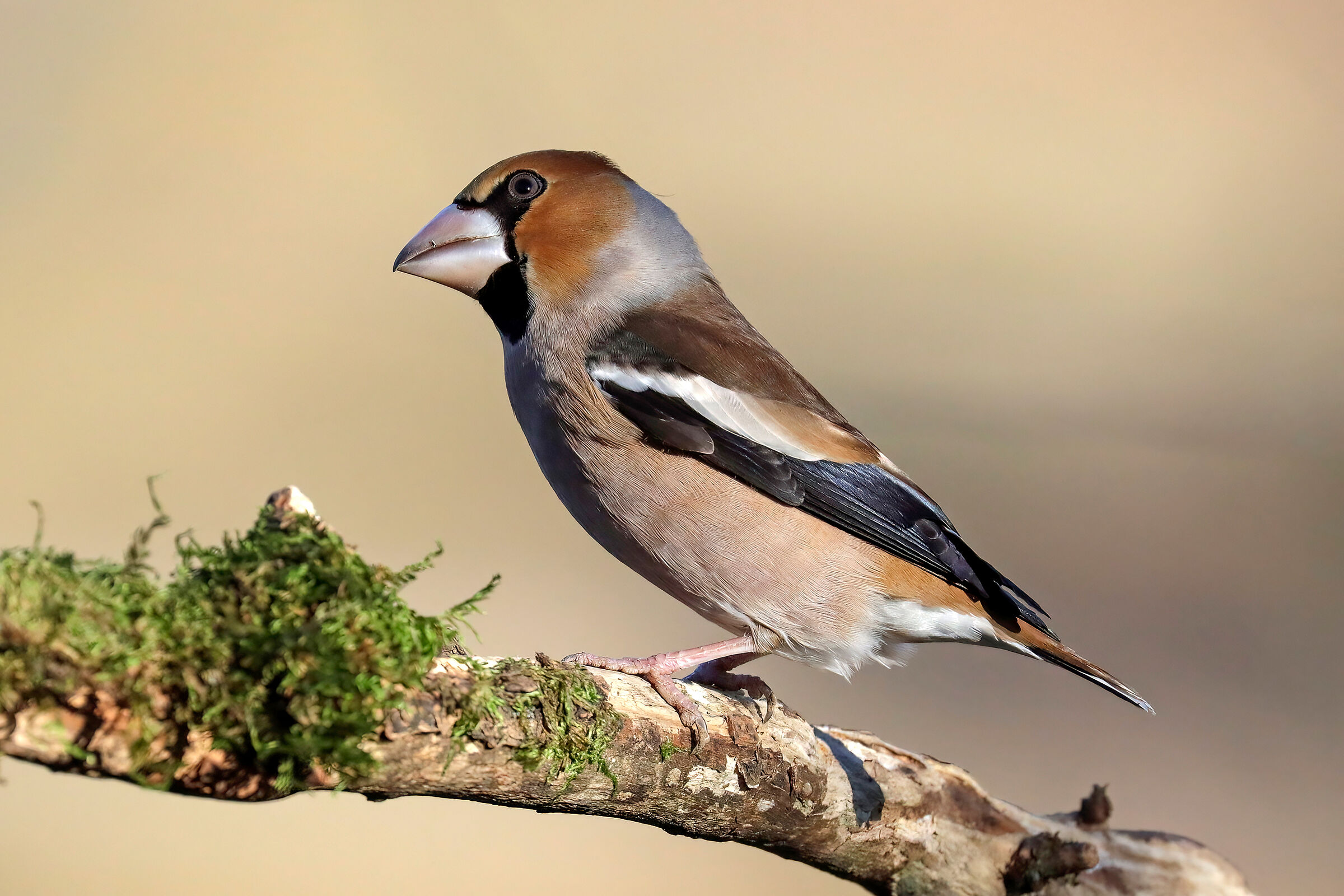 Hawfinch