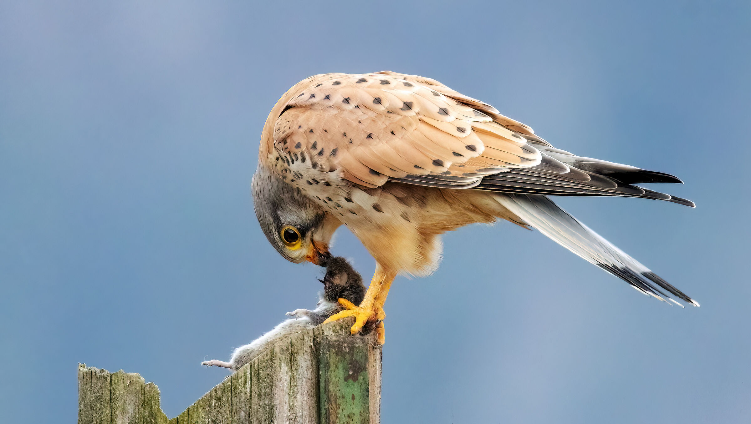 Male kestrel