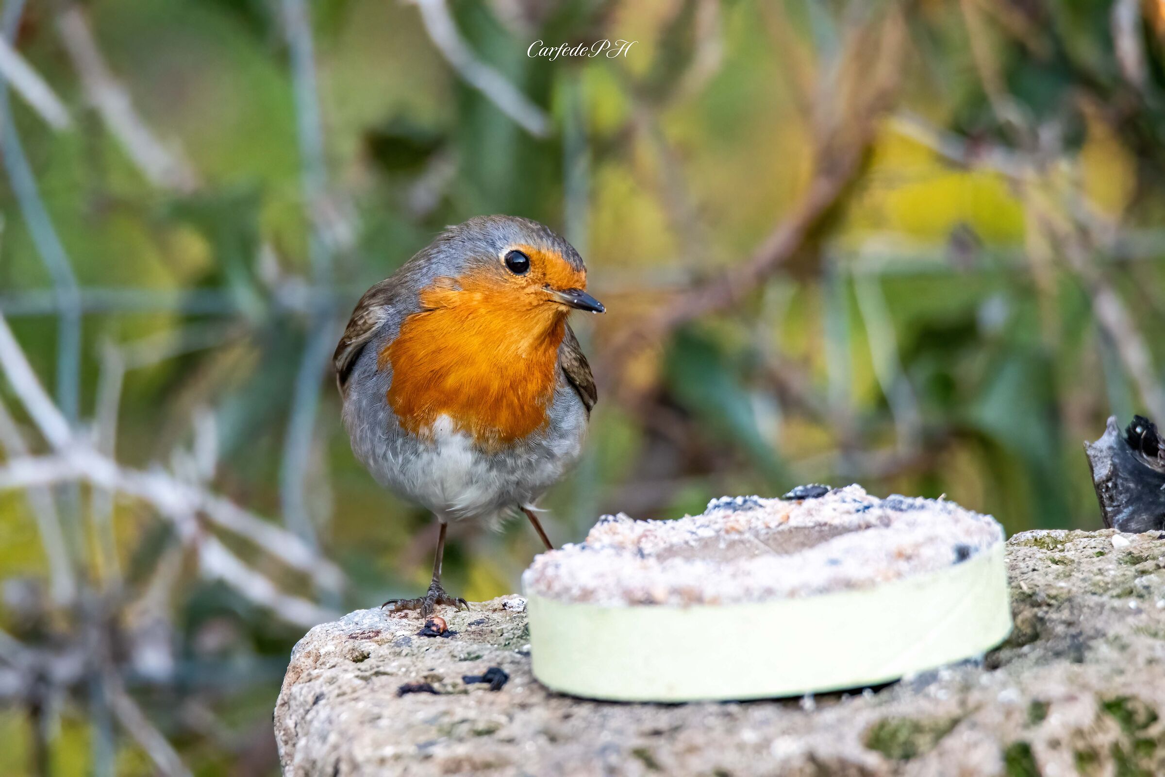 robin