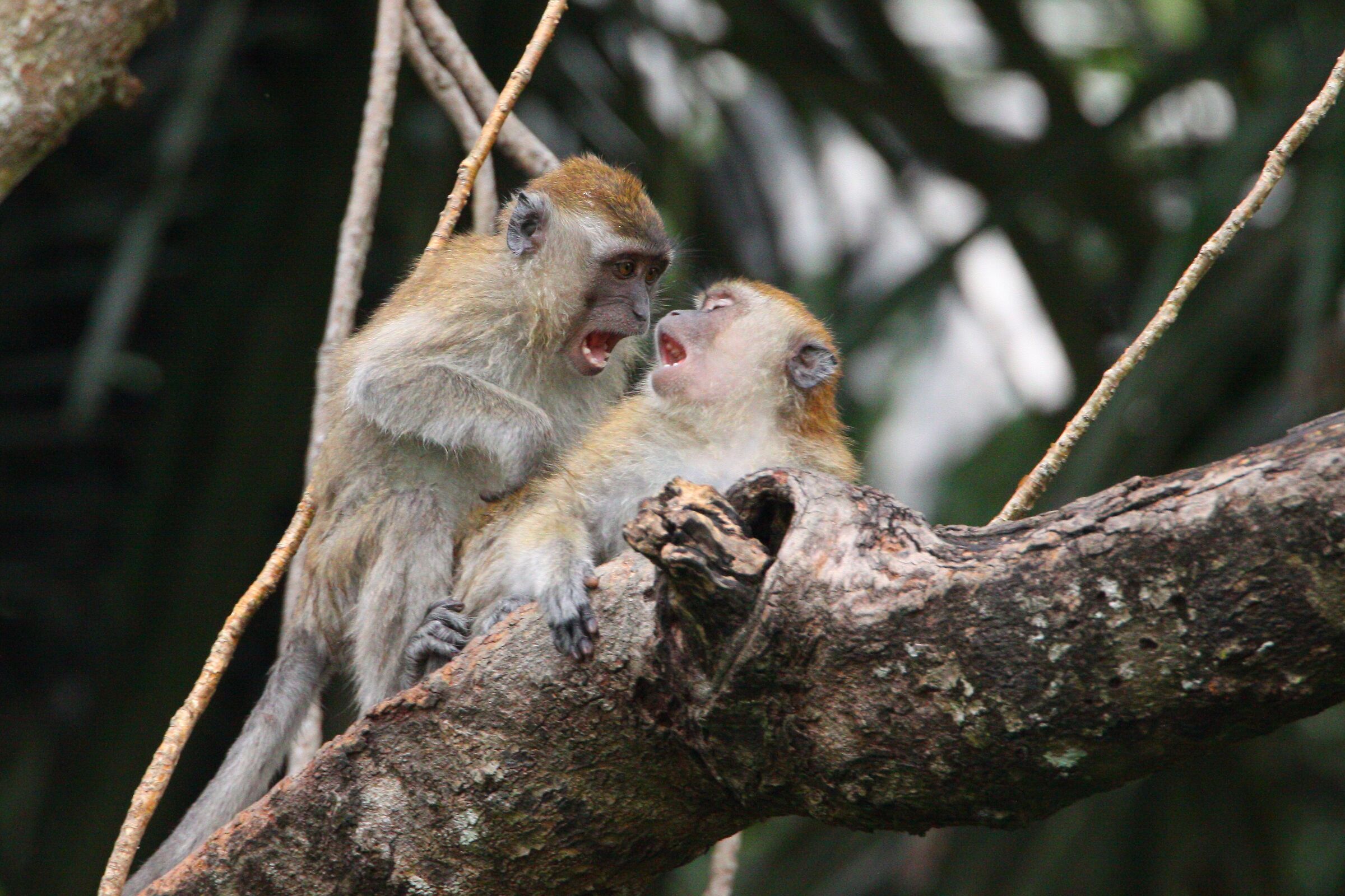 Granchio che mangia macachi socializzando