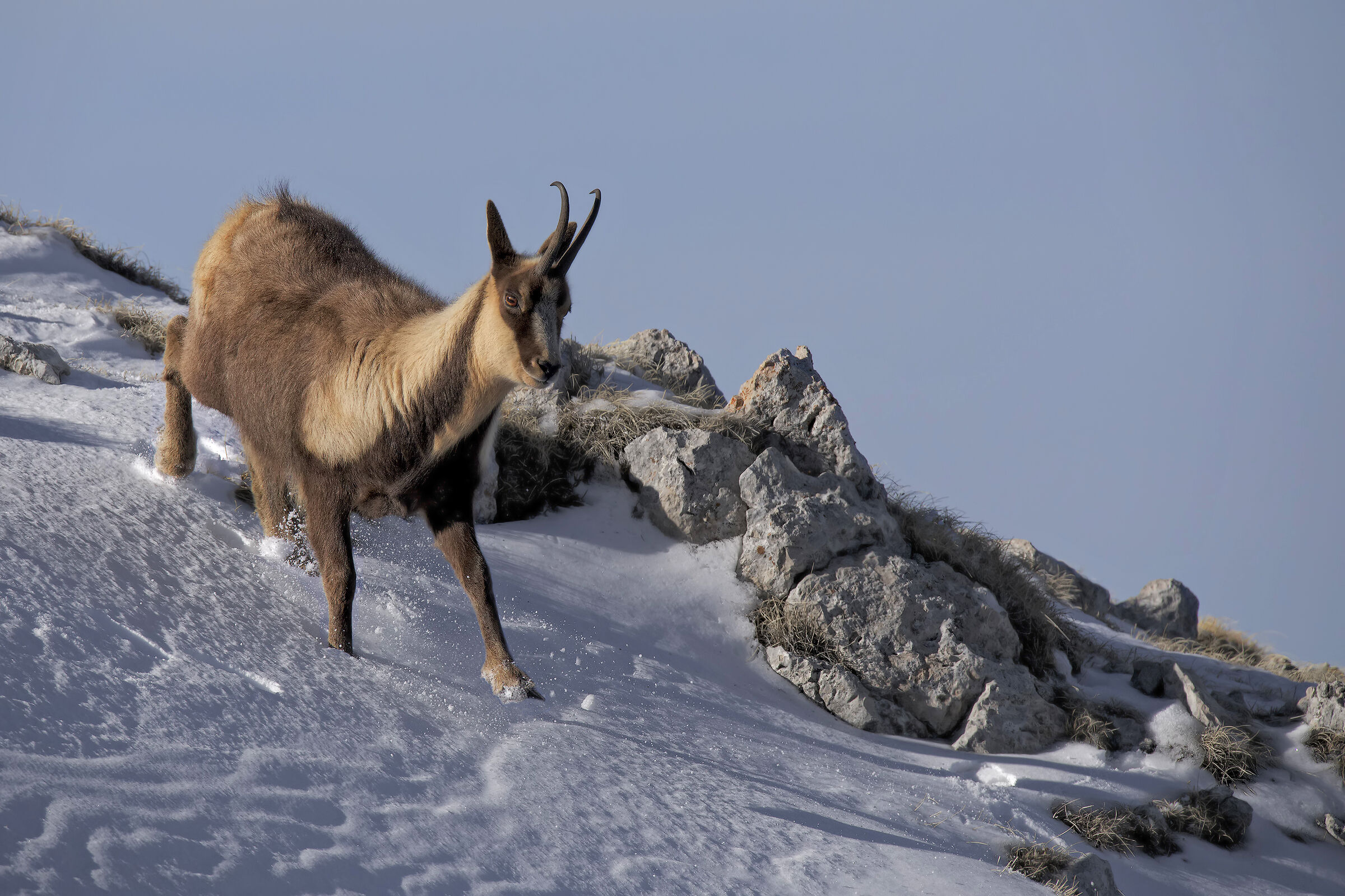 Camoscio appenninico