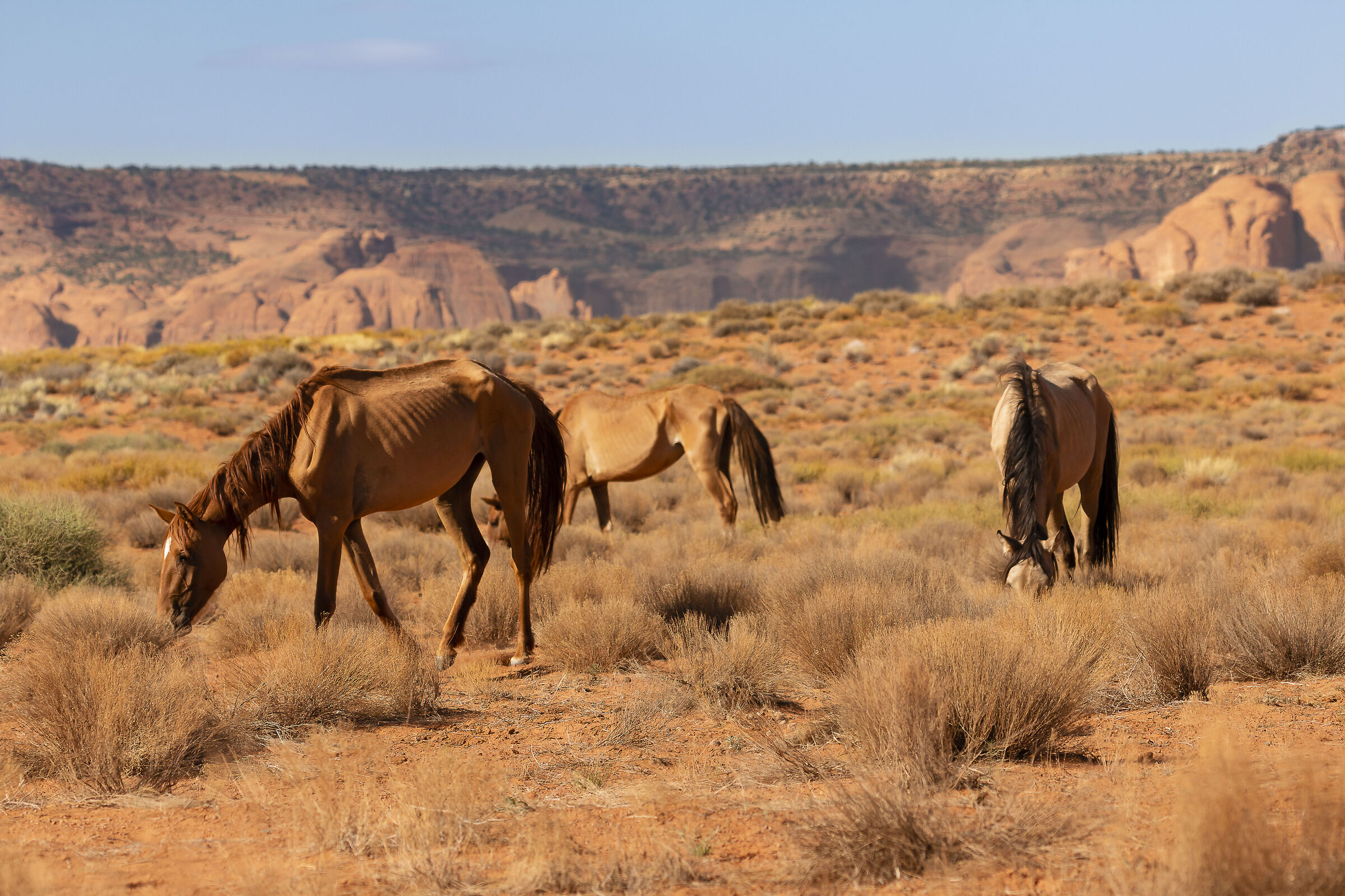Vivere di ciò che offre natura