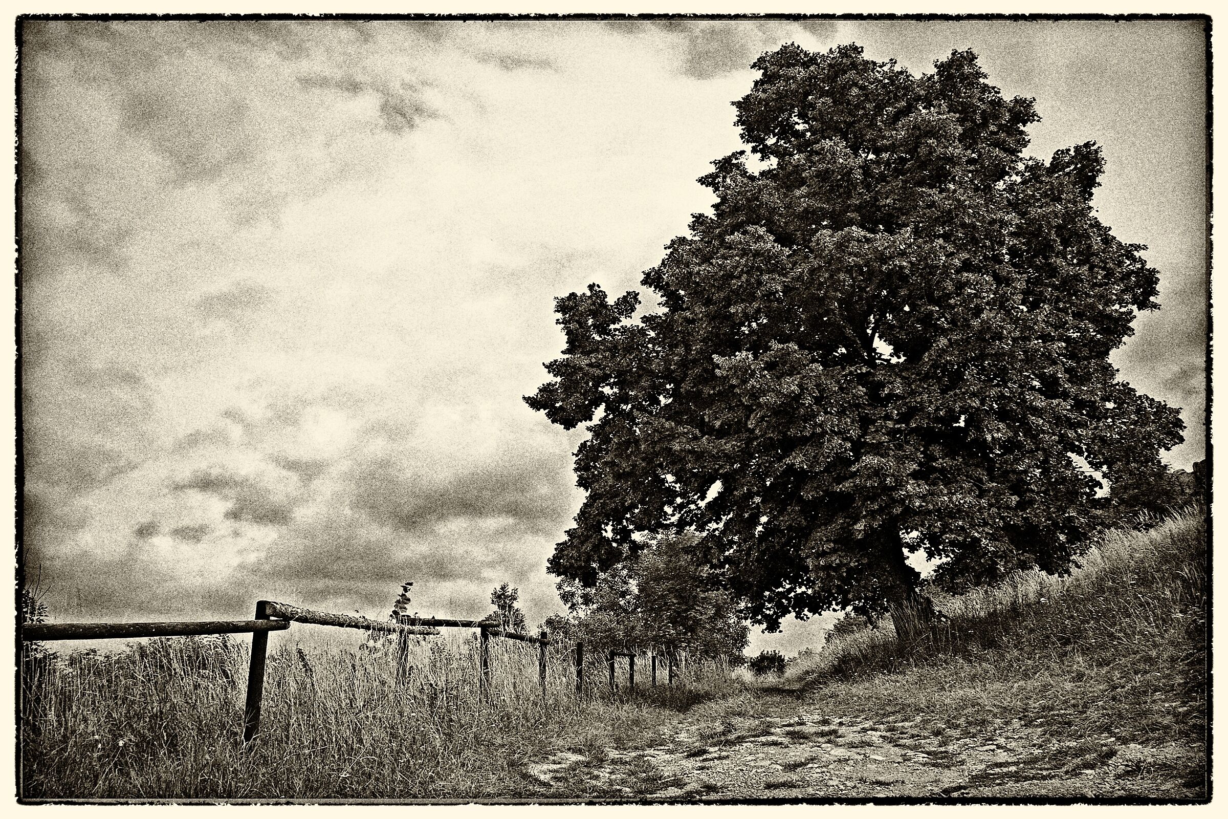 tree - black and white