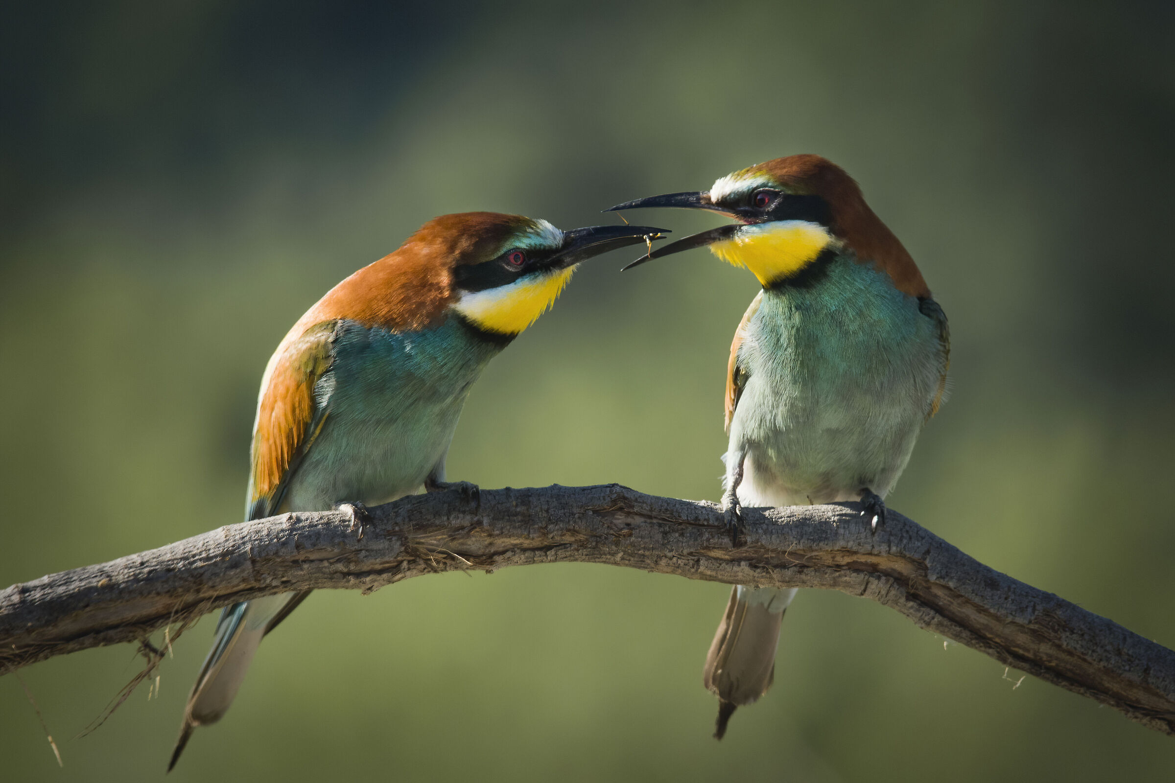 Bee-eaters