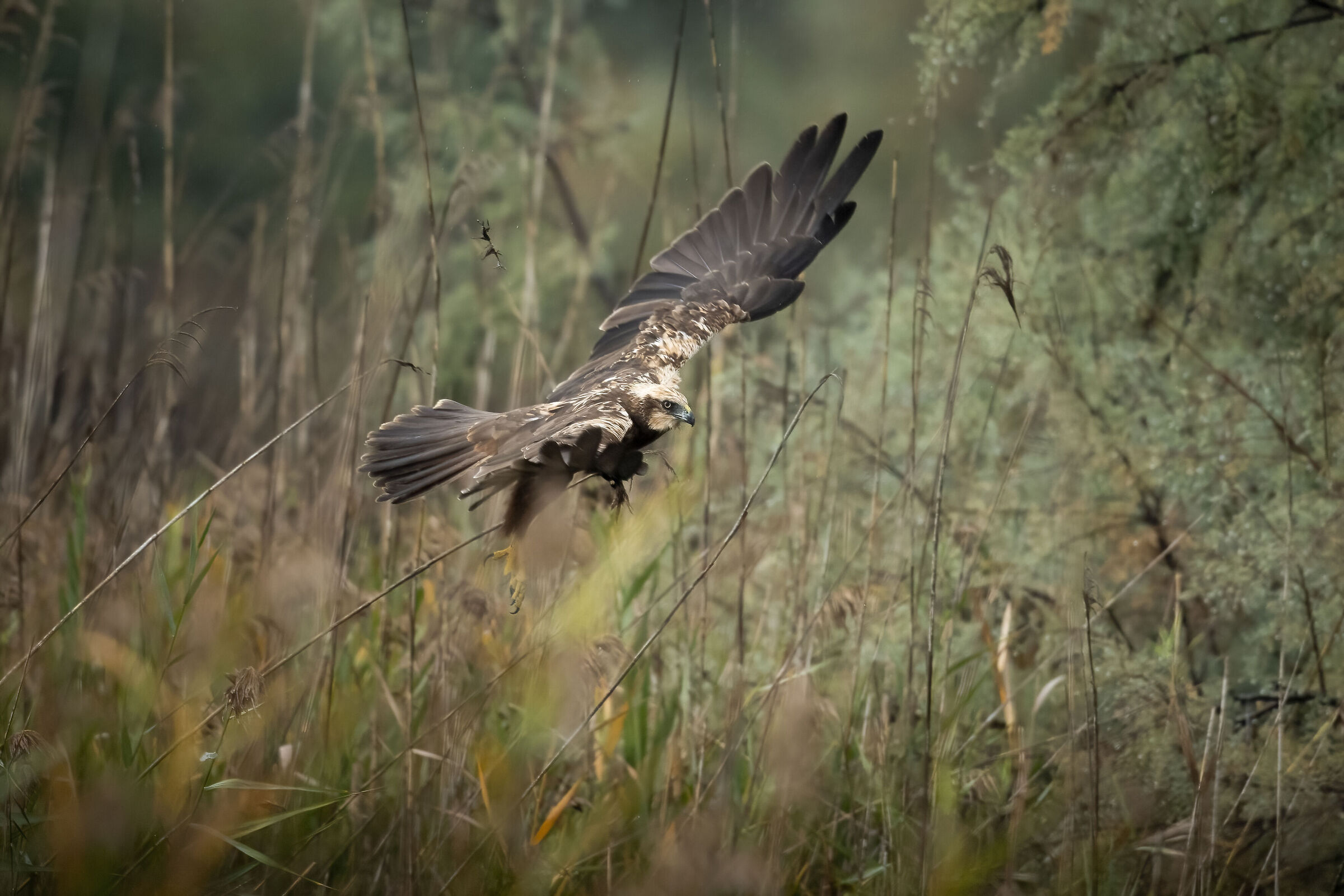 Marsh Falcon