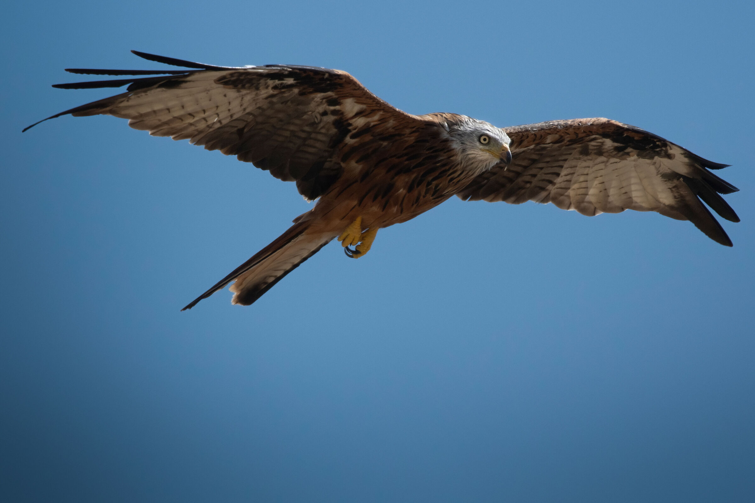 Red kite
