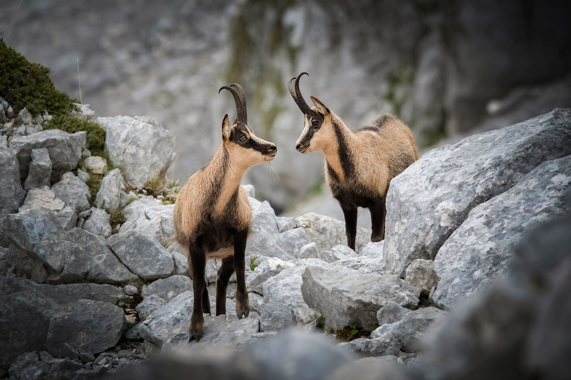 Chamois