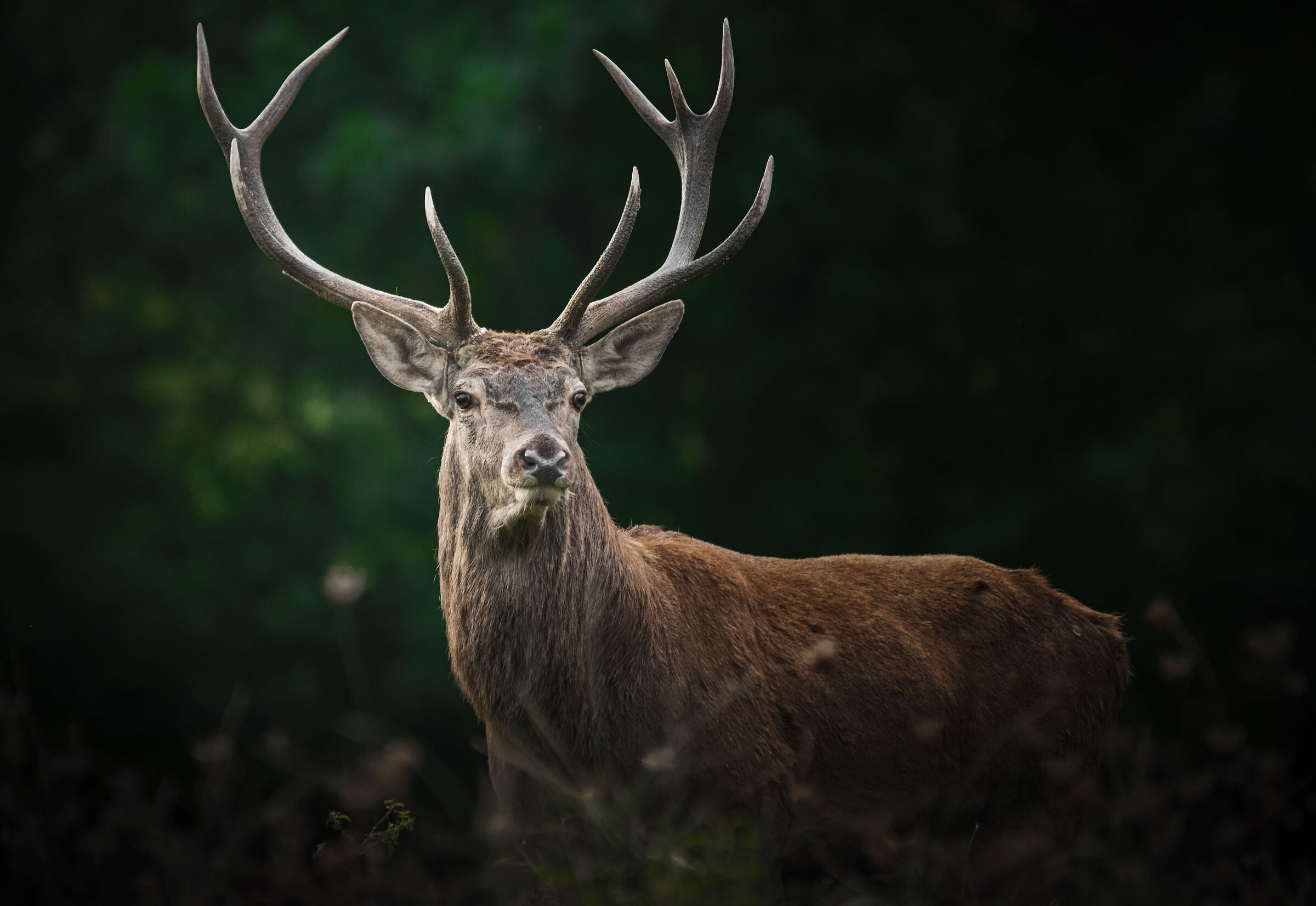 Deer