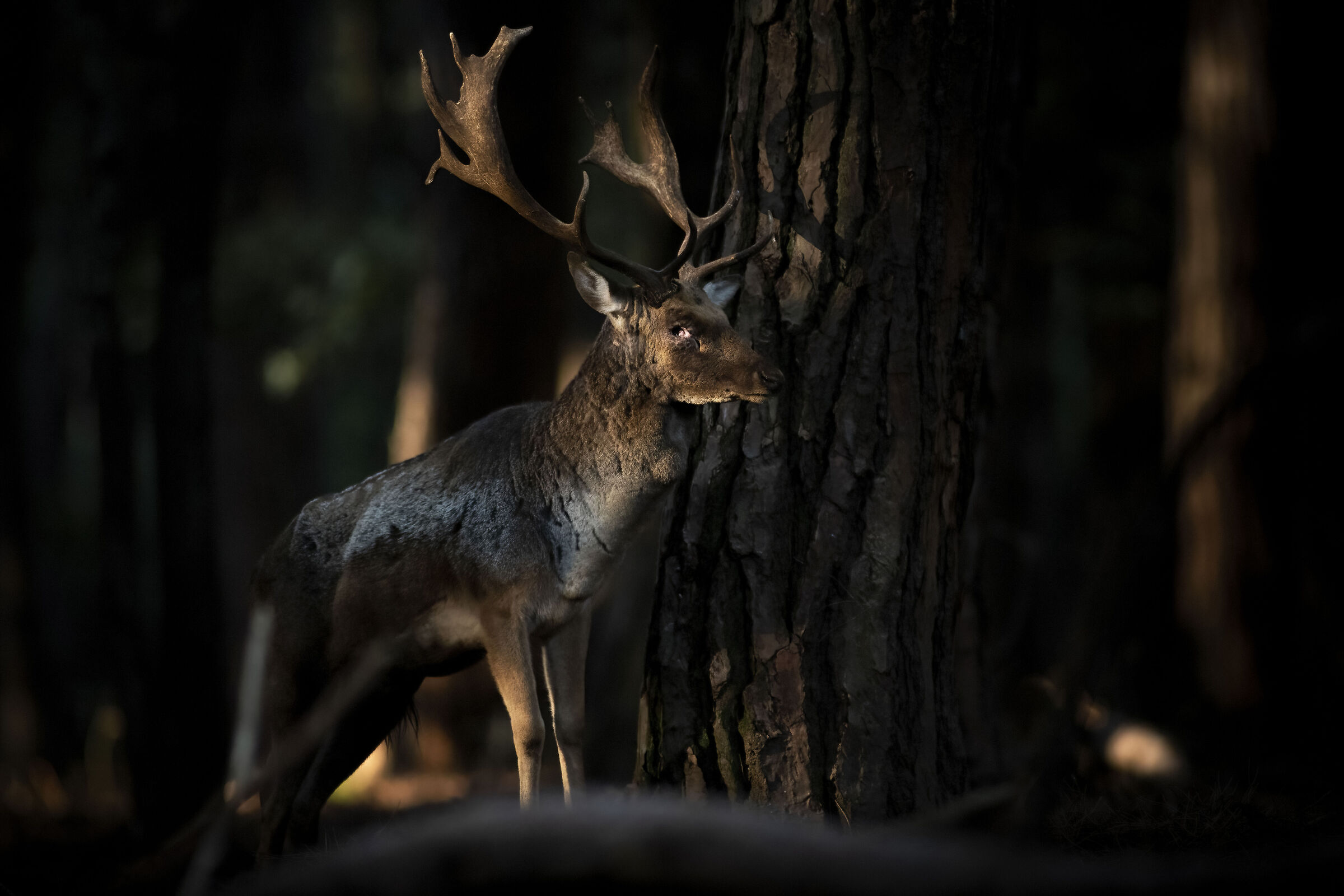 Fallow deer