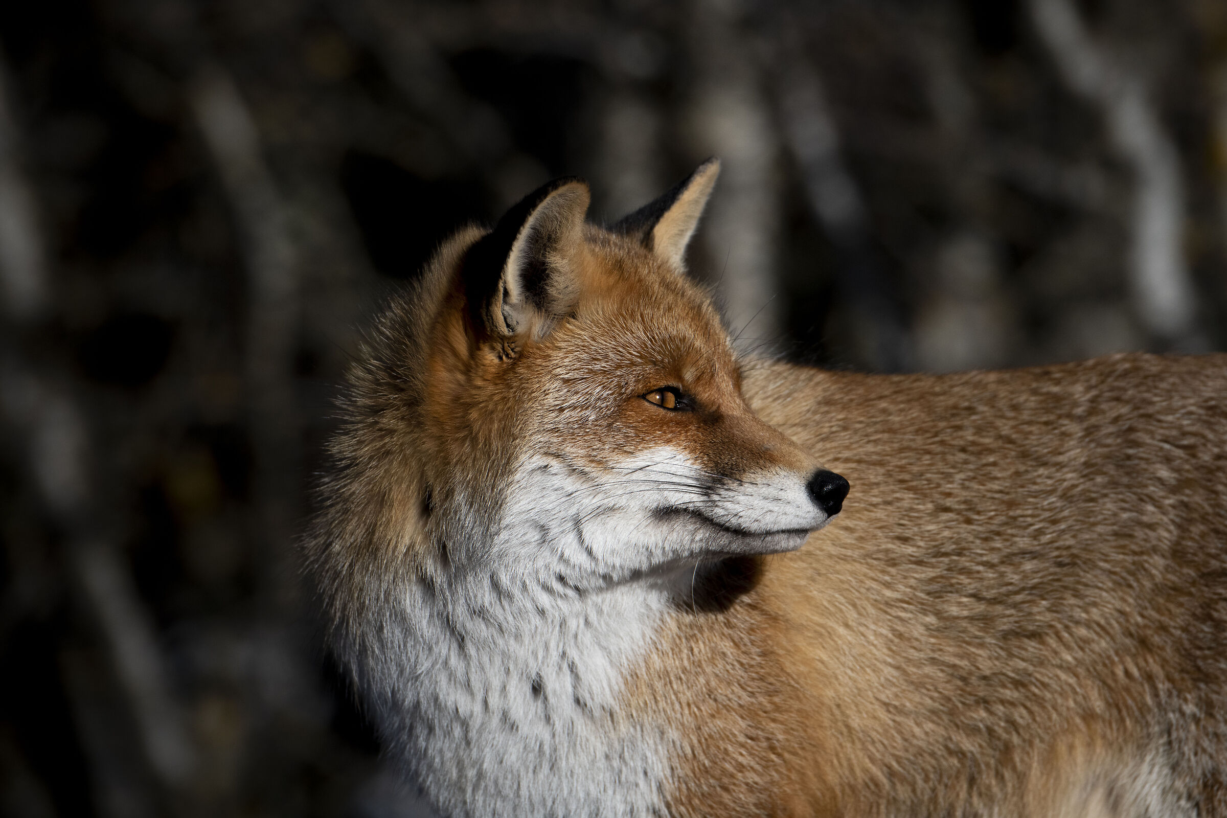 Fox