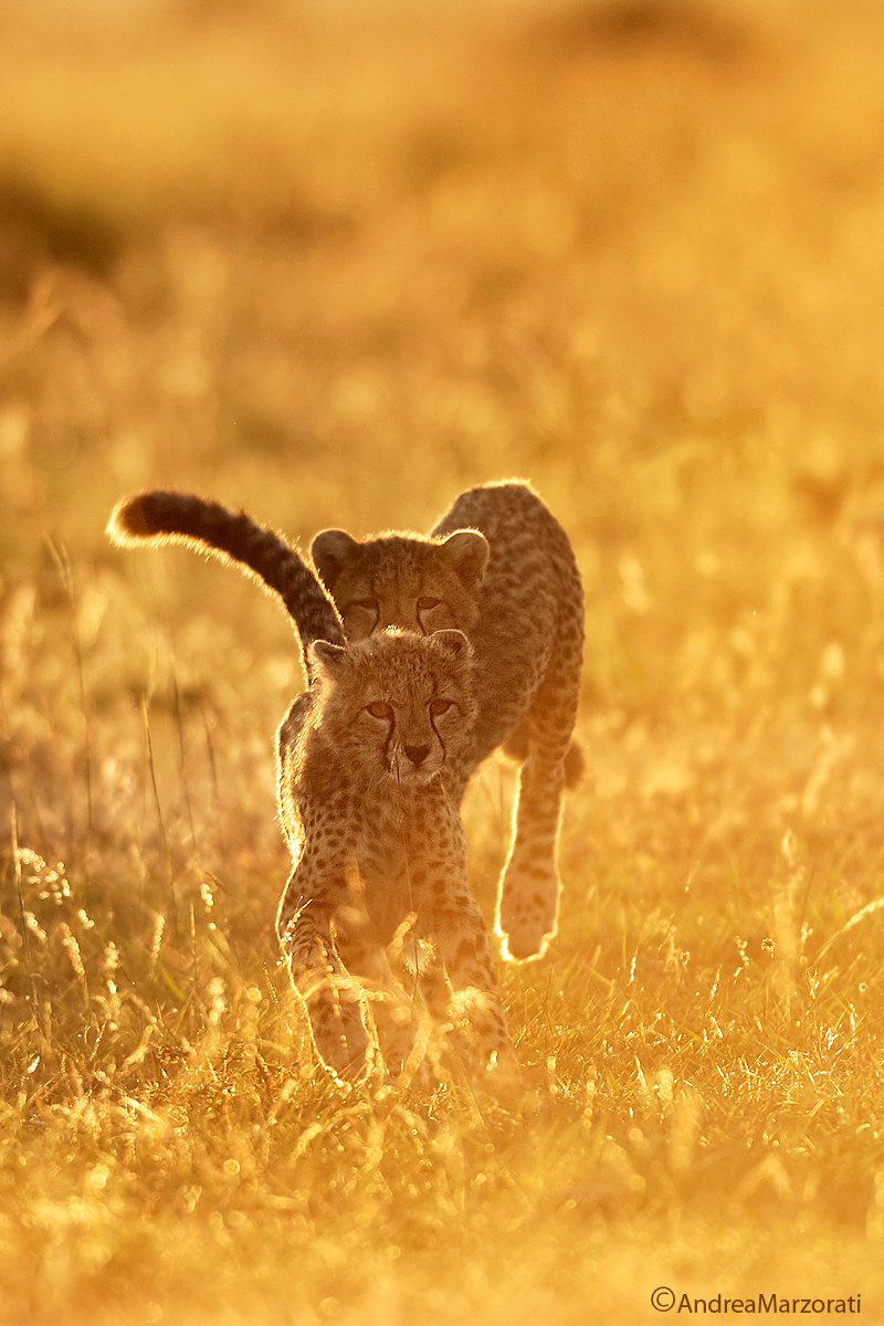 Games between puppies