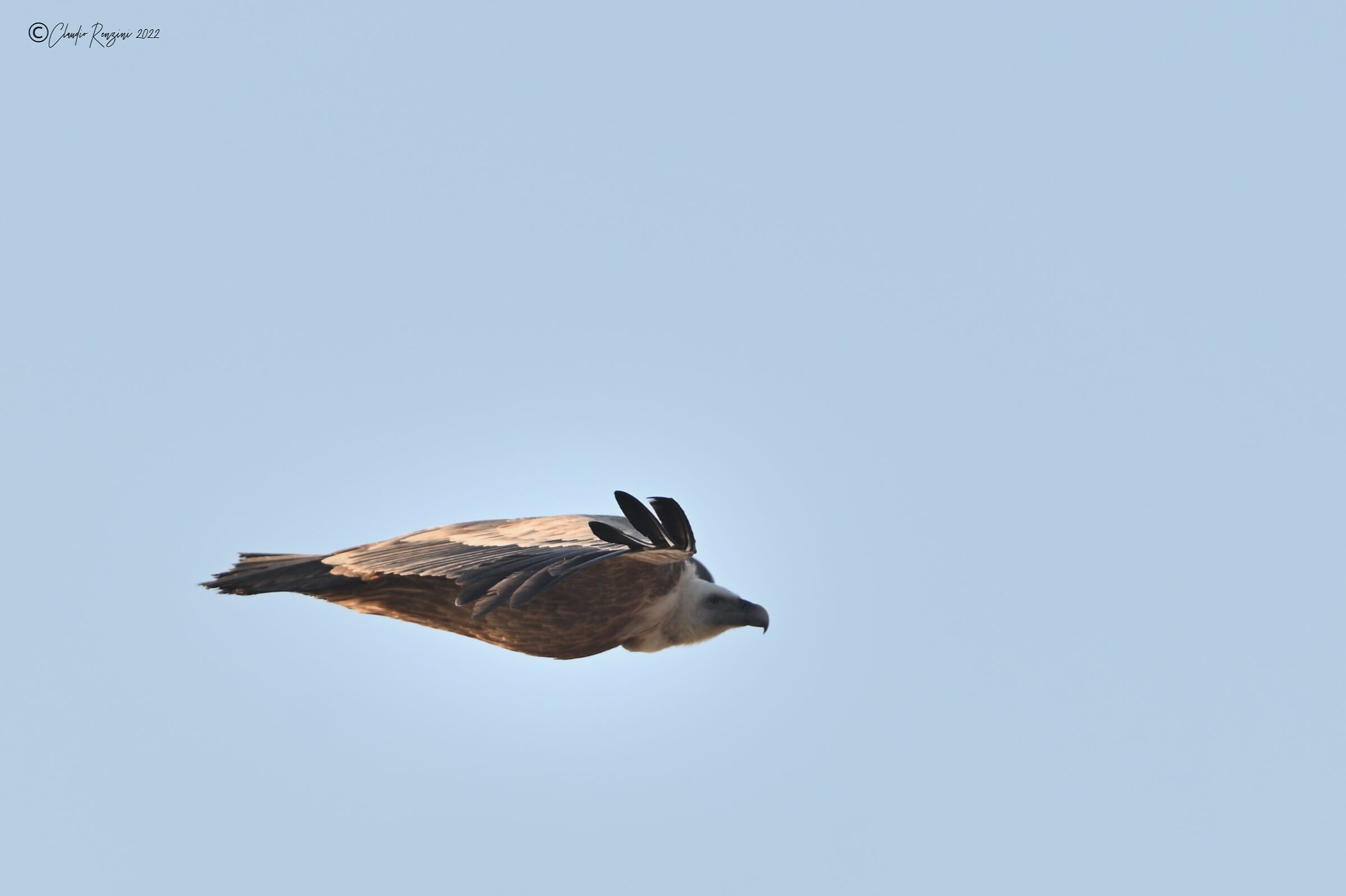 griffon vulture in flight