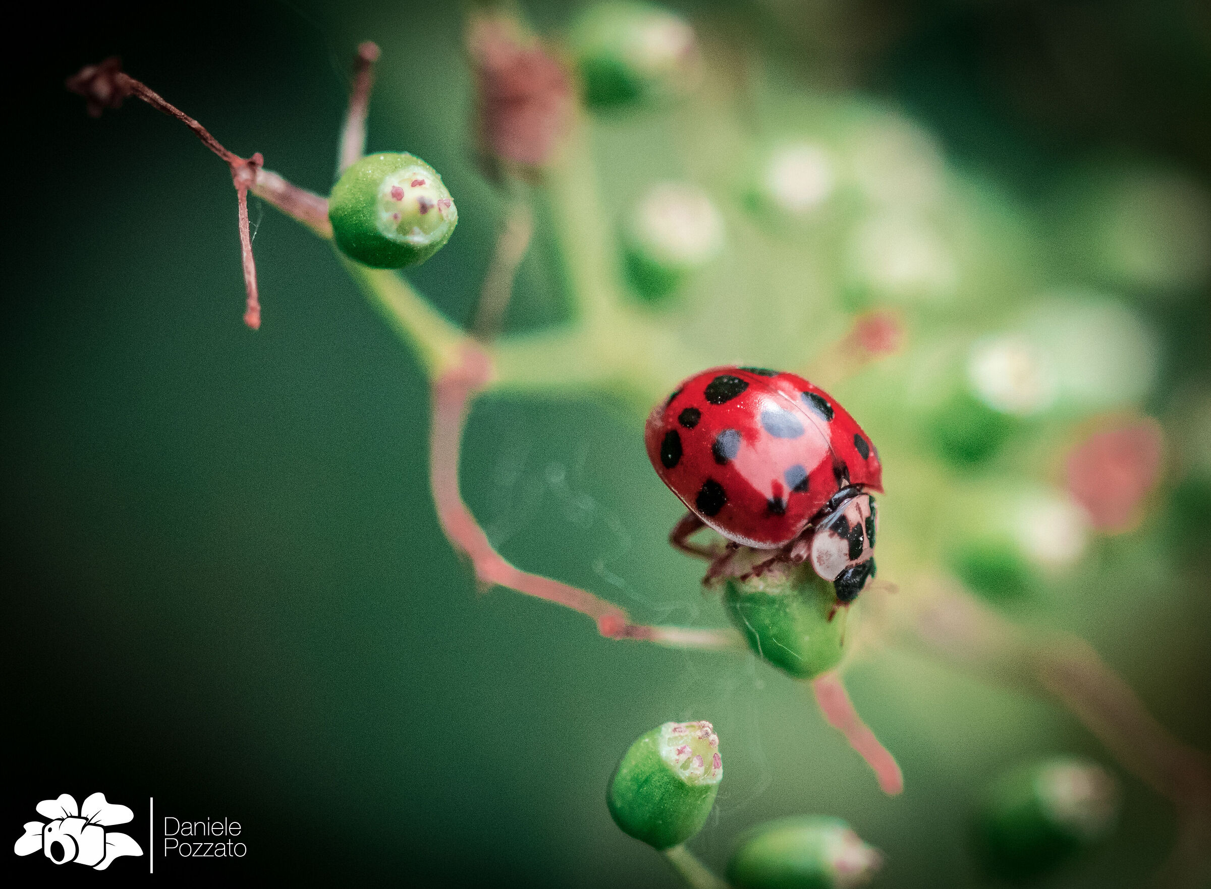Ladybug.