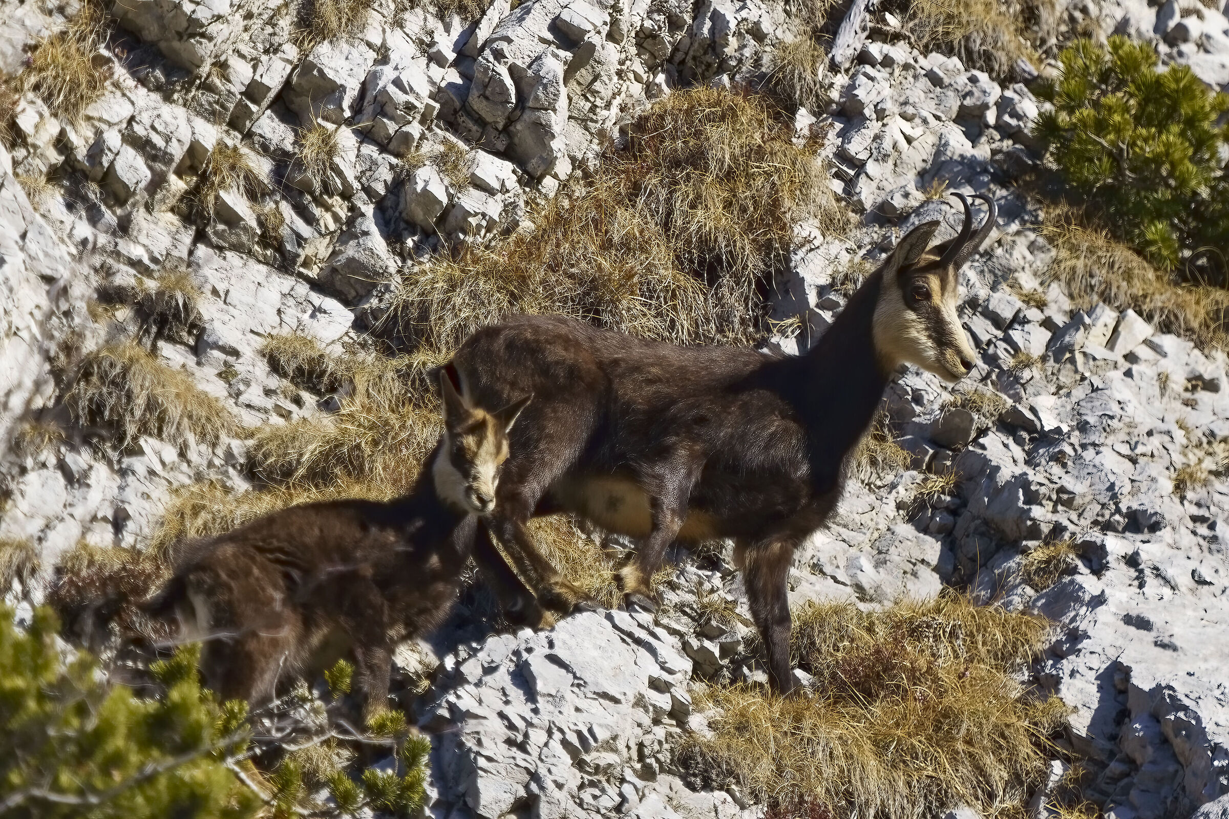 Mom with chamois baby
