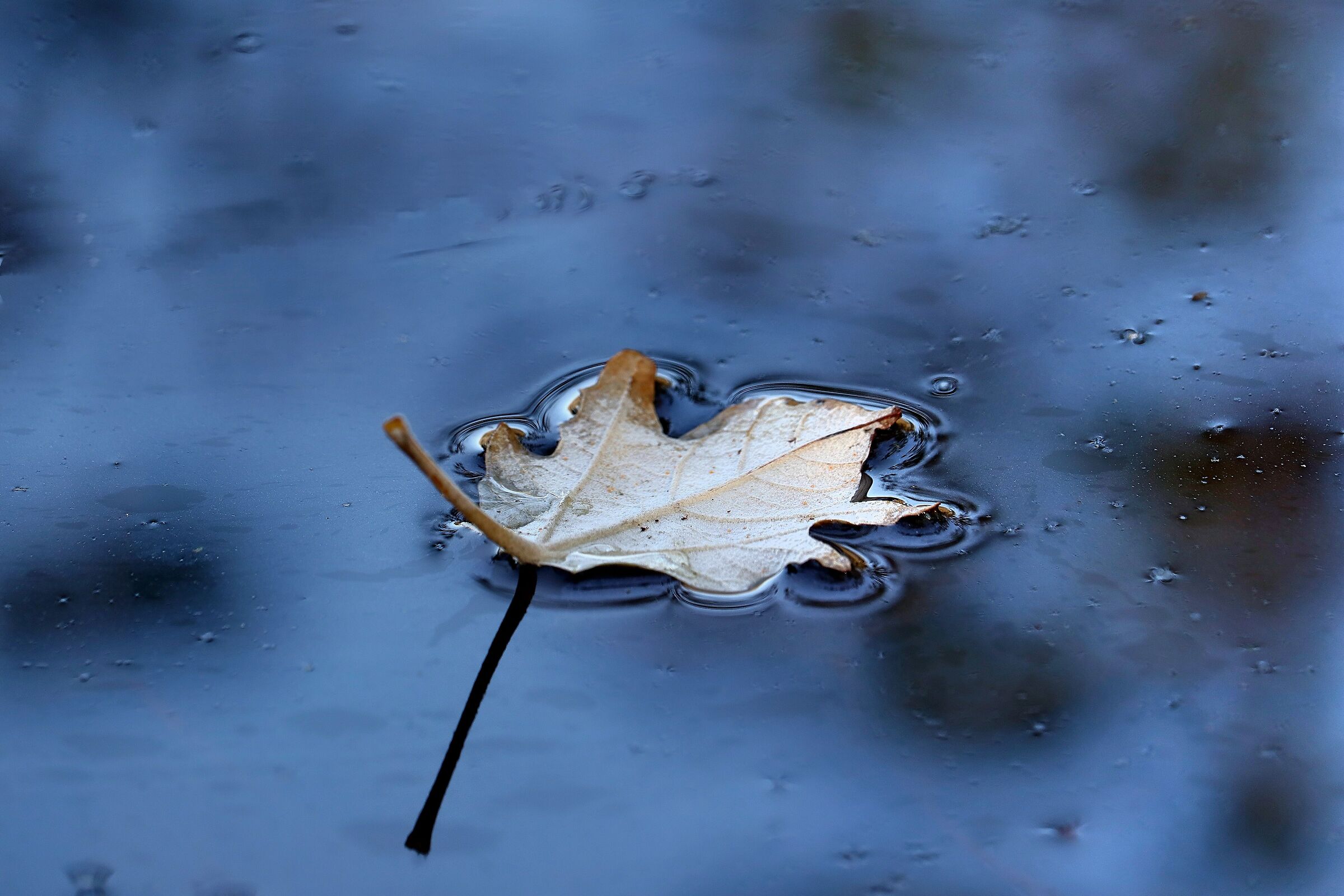Galleggiando sull'acqua