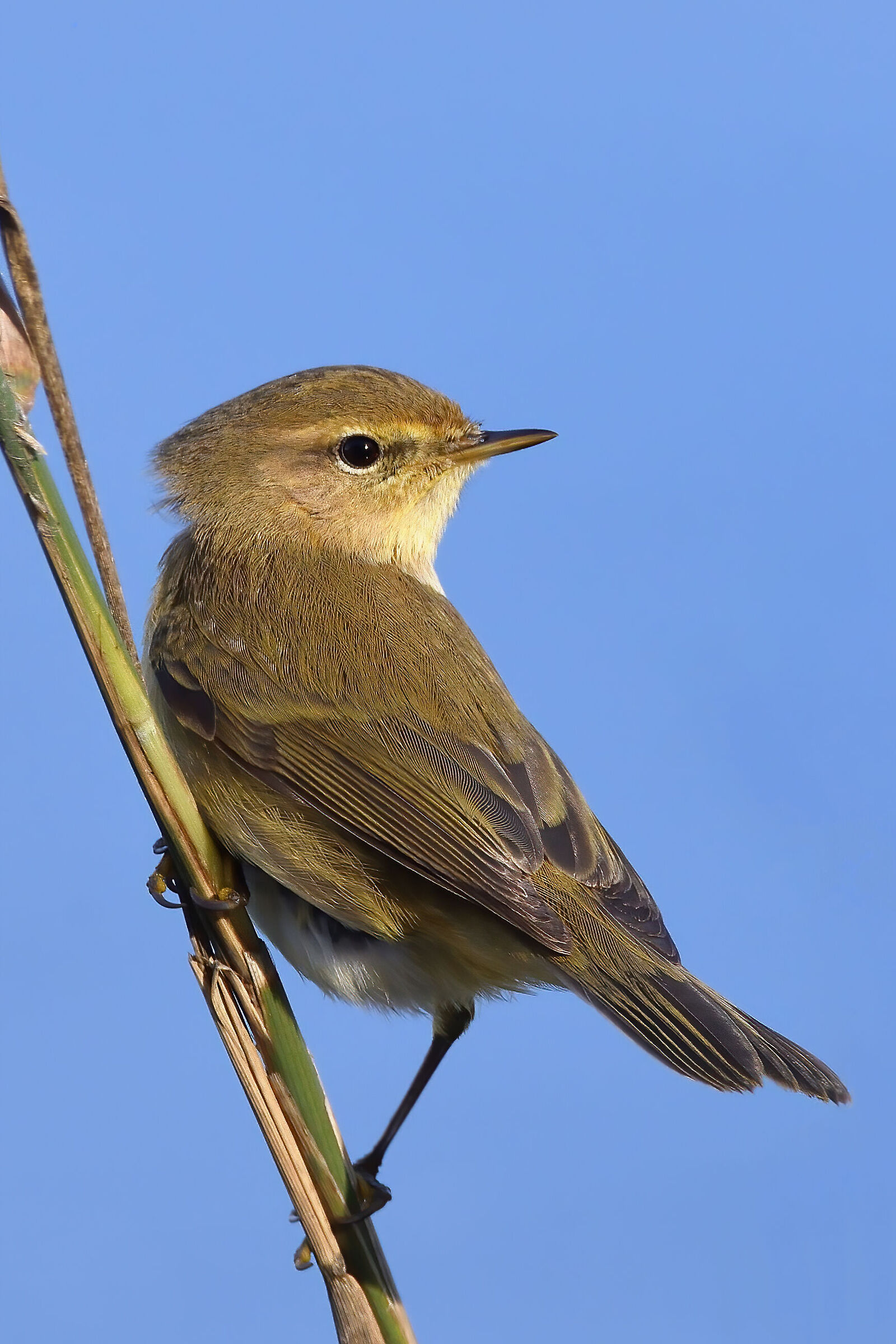 Chiffchaff