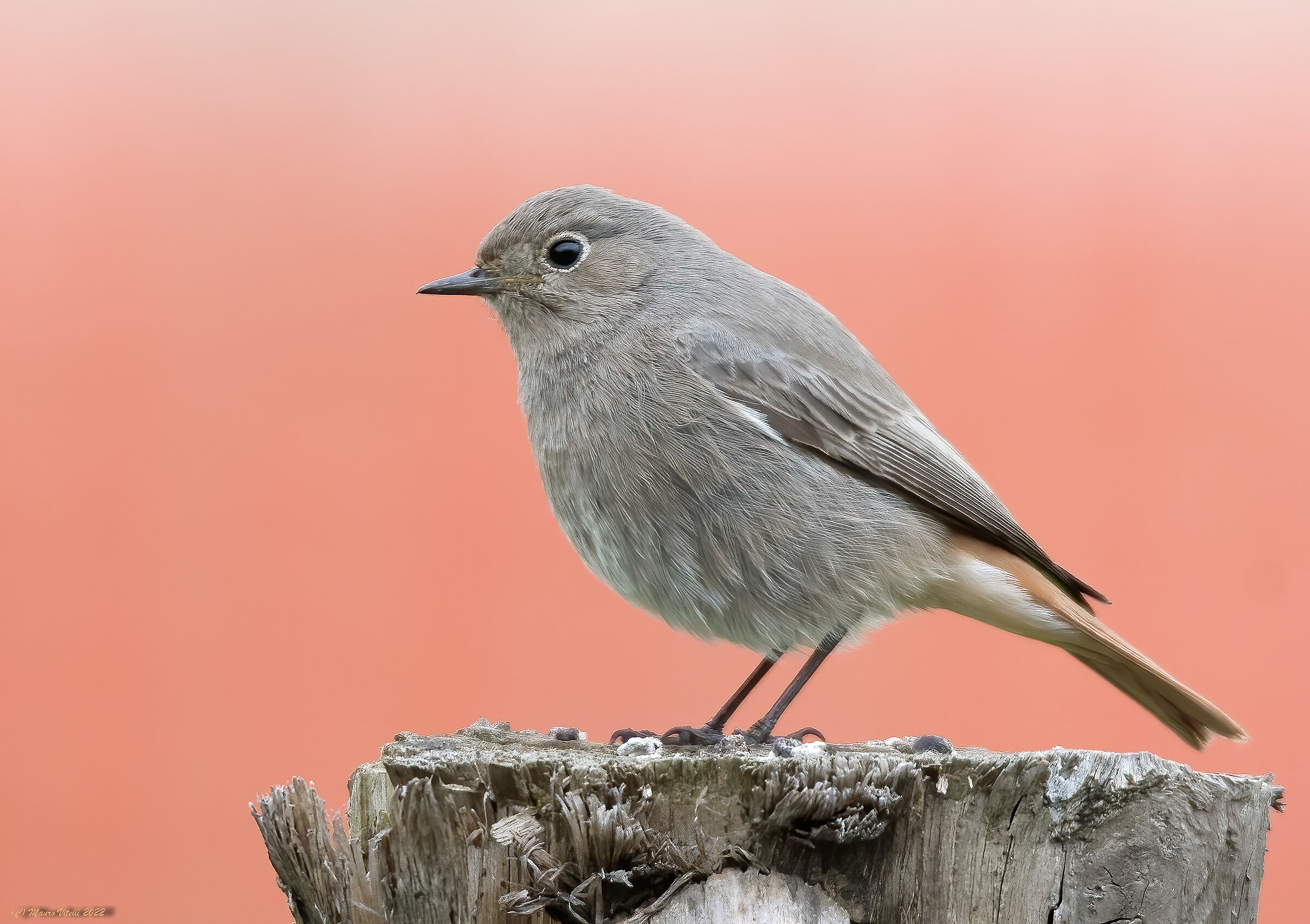 Chimney sweep redstart (Phoenicurus ochruros) F