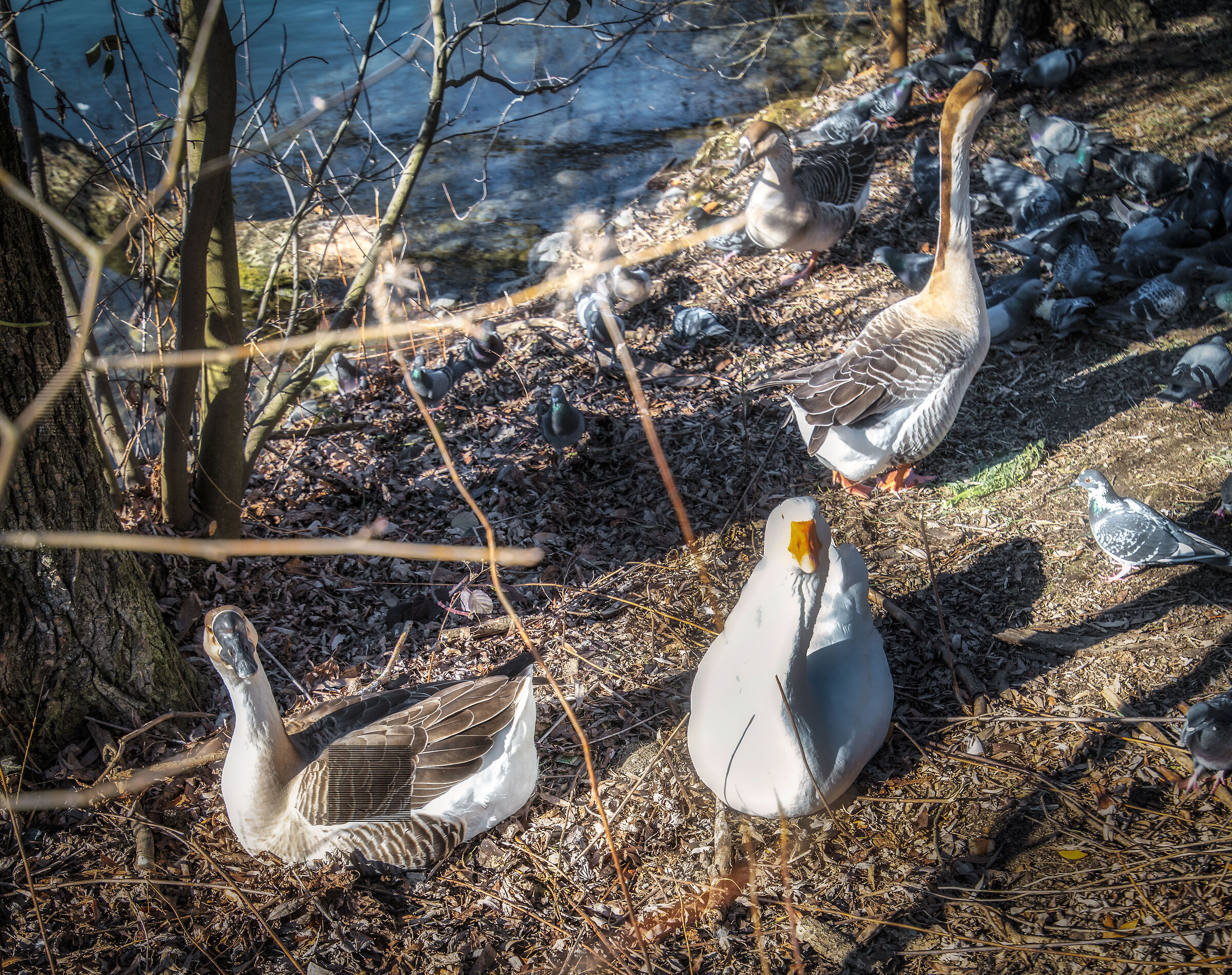 Swans