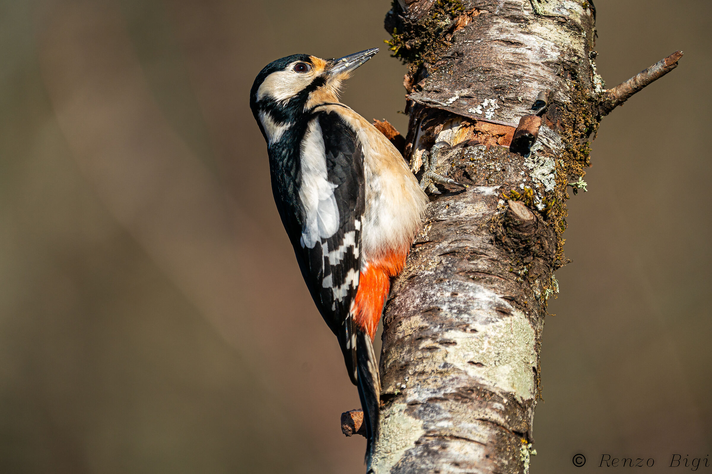 Picchio rosso maggiore